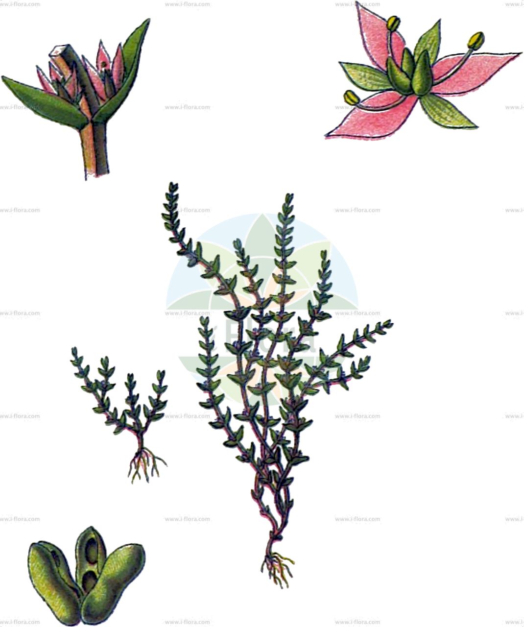 Crassula tillaea - Crassulaceae,Plantae,Pteridobiotina,Angiosperms,Saxifragales,Crassulaceae,Crassula,Crassula tillaea,Crassula muscosa, Mesanchum connatum, Sedum tillaei, Tillaea muscosa, Tillaea procumbens,Moos-Dickblatt;Moosblümchen;mossy stonecrop;tilliwort;mossy tillaea;moss pygmyweed;Crassule mousse;tillée mousse;crassule faux-lycopode;crassule tillée;mousse fleurie;noctop;musguito falso;Erba grassa muscosa;molseta falsa;mosbloempje;moosbloempje;crássula-do-tile;тиллея моховидная;толстянка мшистая;толстянка плауновидная;kırasula;til·lea;дебелолист;קרסולה קשקשית;skoenveterplakkie