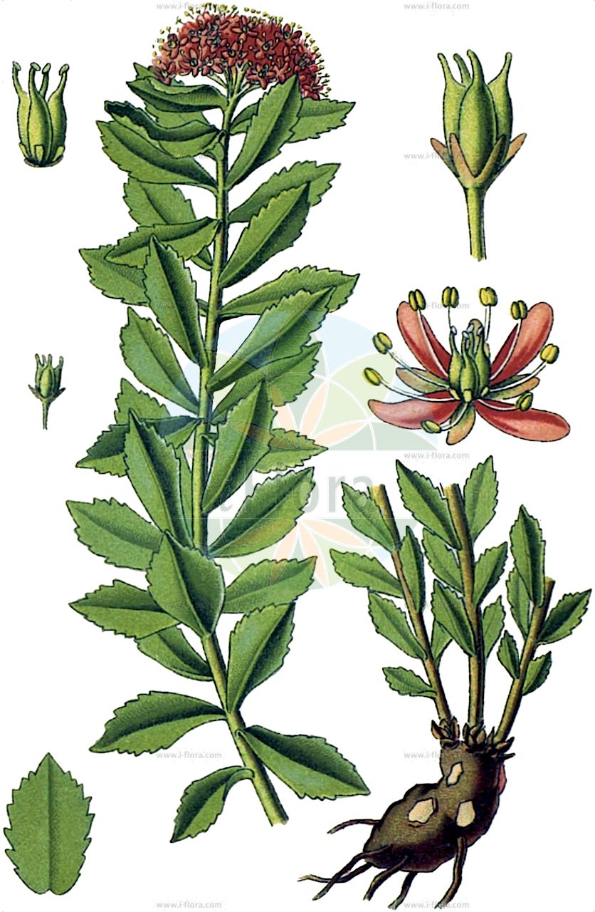 Rhodiola rosea - Crassulaceae,Plantae,Pteridobiotina,Angiosperms,Saxifragales,Crassulaceae,Rhodiola,Rhodiola rosea,Rhodia officinarum, Rhodiola arctica, Rhodiola borealis, Rhodiola elongata, Rhodiola hideoi, Rhodiola imbricata, Rhodiola iremelica, Rhodiola krivochizhinii, Rhodiola maxima, Rhodiola minor, Rhodiola odora, Rhodiola odorata, Rhodiola roanensis, Rhodiola rosea subsp. arctica, Rhodiola rosea subsp. borealis, Rhodiola rosea subsp. elongata, Rhodiola rosea subsp. krivochizhinii, Rhodiola rosea subsp. roanensis, Rhodiola rosea subsp. sachalinensis, Rhodiola rosea subsp. tachiroi, Rhodiola rosea var. scopolii, Rhodiola sachalinensis, Rhodiola scopolii, Rhodiola sibirica, Rhodiola tachiroei, Rhodiola telephioides, Sedum altaicum, Sedum arcticum, Sedum caerulans, Sedum elongatum, Sedum imbricatum, Sedum rhodiola, Sedum rhodiola var. crispum, Sedum rhodiola var. dentatum, Sedum rhodiola var. humile, Sedum rhodiola var. involucratum, Sedum rhodiola var. lanceolatum, Sedum rhodiola var. latifolium, Sedum rhodiola var. oblongum, Sedum rhodiola var. ovatum, Sedum rhodiola var. pumilum, Sedum rhodiola var. tenuifolium, Sedum rhodiola var. viride, Sedum rhodiola var. vulgare, Sedum rhodioloides, Sedum roanense, Sedum rosea subsp. arcticum, Sedum rosea var. roanense, Sedum rosea var. tachiroi, Sedum roseum, Sedum sachalinense, Tetradium odoratum, Tolmachevia krivochzhinii,Echte Rosenwurz;Rosenwurz;roseroot;rosewort;king's crown;roseroot stonecrop;golden root;Orpin rose;Rodiola rosea;золотой корень;родиола Кривохижина;родиола розовая;родиола северная;ružičasti žednjak;iwabenkei;イワベンケイ;navadni rožni koren;százévesek gyökere;rozchodnice růžová;rozchodnica ružová;родіола рожева;златовръх;burnirót;hóng jǐng tiān;红景天