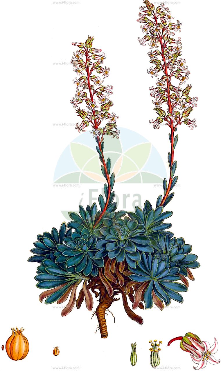 Rosularia serrata - Crassulaceae,Plantae,Pteridobiotina,Angiosperms,Saxifragales,Crassulaceae,Rosularia,Rosularia serrata,Cotyledon samia, Cotyledon samium, Cotyledon serrata, Orostachys libanotica, Orostachys serrata, Sedum libanoticum, Umbilicus samium, Umbilicus samius, Umbilicus serratus,розулярия пильчатая;dişli koruk