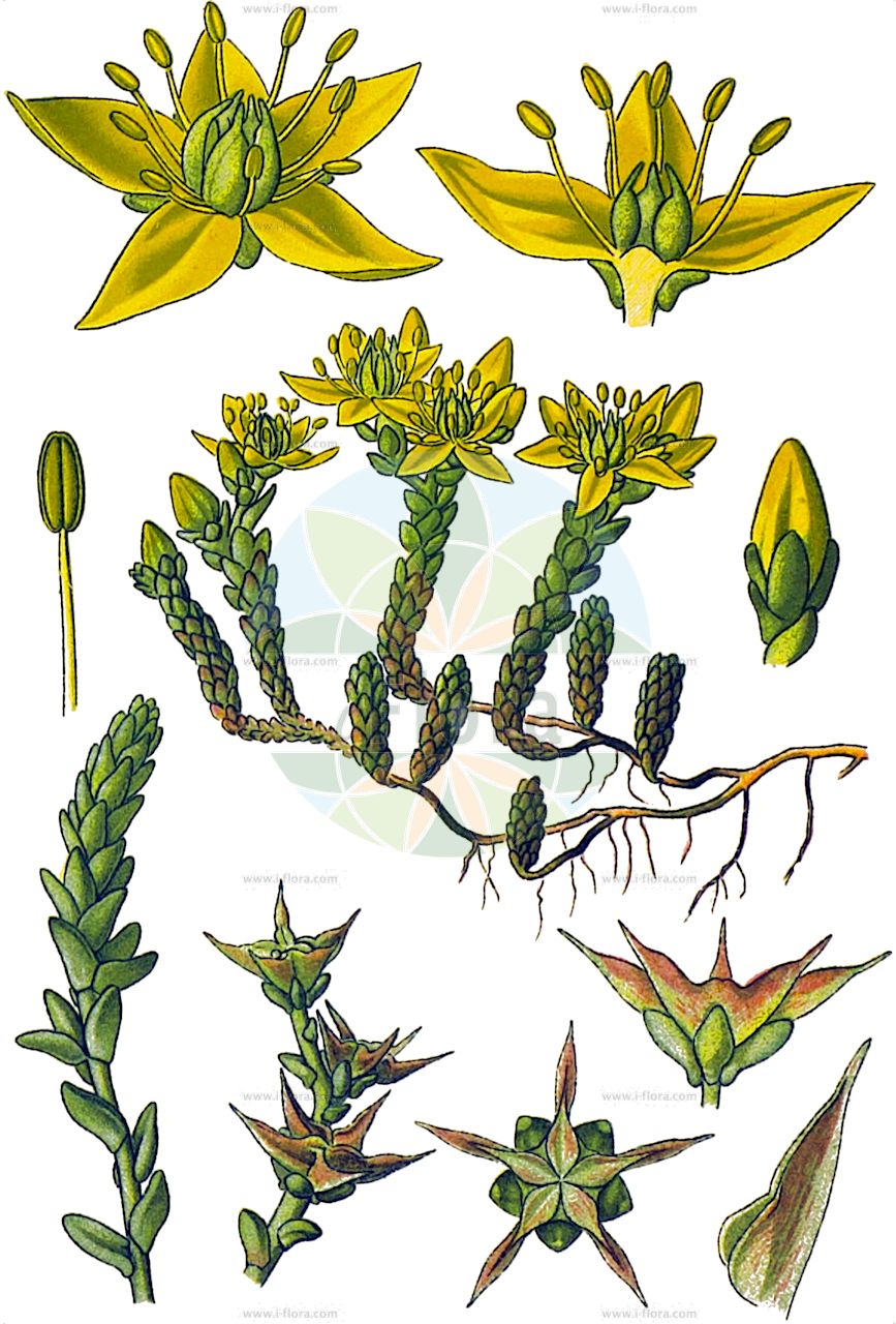 Sedum acre - Crassulaceae,Plantae,Pteridobiotina,Angiosperms,Saxifragales,Crassulaceae,Sedum,Sedum acre,Sedum acre subsp. neglectum, Sedum acre var. robustum, Sedum drucei, Sedum erectum, Sedum glaciale, Sedum krajinae, Sedum neglectum, Sedum procumbens, Sedum robustum, Sedum wettsteinii, Sedum zlatiborense,Scharfer Mauerpfeffer;biting stonecrop;mossy stonecrop;orpin âcre;golden carpet;pepper stonecrop;wall pepper;goldmoss stonecrop;Orpin âcre;Poivre de muraille;orpin brûlant;poivre des murailles;sédum âcre;vermiculaire;siempreviva menor;siempreviva picante;crespinell picant;racimillo;pan de cuco;uvas de gato;pampajarito;pimienta de muros;platanetas;sedo picante;uña de gato;uva de gato;Borracina acre;pepe dei muri;borraccina;erba pignola;muurpeper;uva-decão;uva-de-cão;erva-de-cão;erva-de-cão-maior;vermicularia;очиток едкий;acı damkoruğu;rrushqyqe;rrushqyqe e athët;crespinell groc;šiljati žednjak;gul fetknopp;bidende stenurt;rozchodnik ostry;ostra humulica;adriai varjúháj;borsos varjúháj;rozchodník ostrý;iarbă de șoaldină;rozchodník prudký;очиток їдкий;лютива тлъстига;harilik kukehari;kodīgais laimiņš;bitterbergknapp;keltamaksaruoho;helluhnoðri;жедњак;јарић;aitrusisi šilokas;κουκουστάφιλλο