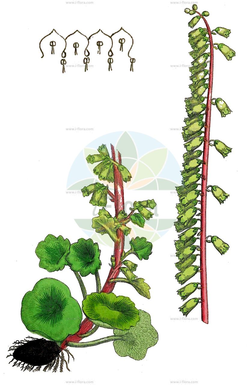 Umbilicus rupestris - Crassulaceae,Plantae,Pteridobiotina,Angiosperms,Saxifragales,Crassulaceae,Umbilicus,Umbilicus rupestris,Cotyledon neglecta, Cotyledon ombilicus, Cotyledon rupestris, Cotyledon tuberosa, Cotyledon umbilicata, Cotyledon umbilicifolia, Cotyledon umbilicus-veneris, Cotyledon umbilicus-veneris var. tuberosa, Cotyliphyllum erectum, Cotyliphyllum umbilicus, Umbilicus aetneus, Umbilicus deflexus, Umbilicus neglectus, Umbilicus patulus, Umbilicus pendulinus, Umbilicus simplex, Umbilicus umbilicatus, Umbilicus vulgaris,Hängendes Nabelkraut;Venusnabel;navelwort;Nombril de Vénus;cotylédon ombilic de Vénus;cotylédon ombilic-de-Vénus;écuelles;gobelets;nombril de Vénus à fleurs pendantes;ombilic à fleurs pendantes;ombilic de Vénus;ombilic des rochers;basilios;ombligo de Venus;oreja de monje;sombrerillo;Ombelico di Venere;ombelico di Venere comune;bacelos;bifes;cachilro;cauxilhos;chapéu-dos-telhados;chapéus-de-parede;cochilros;conchelos;copilas;couxilgos;inhame-de-galatixa;inhame-de-lagartixa;lagartixa;orelha-de-monge;sombrerinho-dos-telhados;umbigo-de-vénus;умбиликус наскальный;умбиликус скальный;göbekotu;gjasëll;barretets;llombrigol de Venus;klobučac;скално видиличе;пупаквица