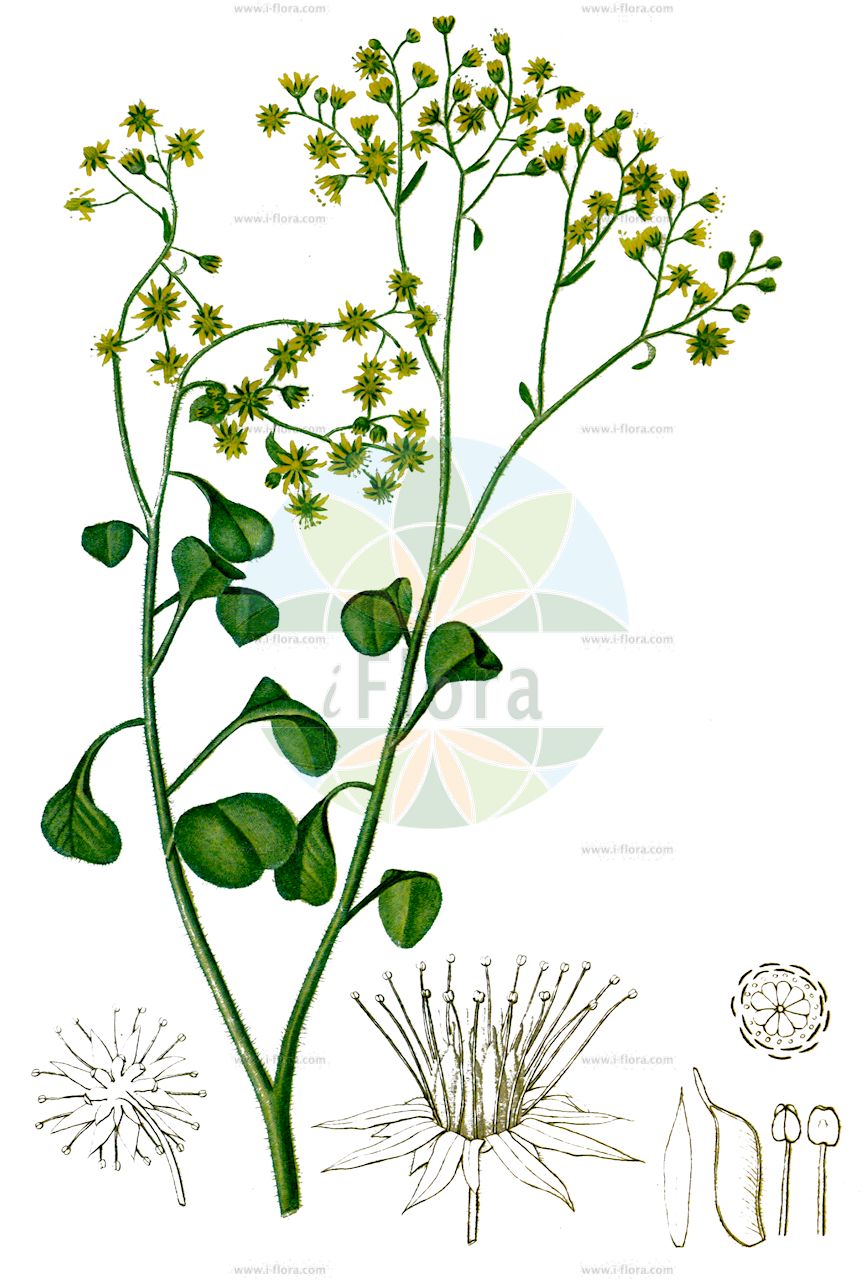 Aichryson laxum - Crassulaceae,Plantae,Pteridobiotina,Angiosperms,Saxifragales,Crassulaceae,Aichryson,Aichryson laxum,Aeonium laxum, Aichryson dichotomum var. hamiltonii, Aichryson laxum f. subglabrum, Aichryson laxum var. latipetalum, Sempervivum laxum, Sempervivum molle,barlovento;аихризон распростертый;аихризон рыхлый