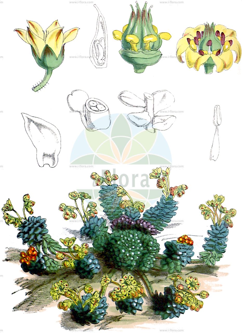 Monanthes muralis - Crassulaceae,Plantae,Pteridobiotina,Angiosperms,Saxifragales,Crassulaceae,Monanthes,Monanthes muralis