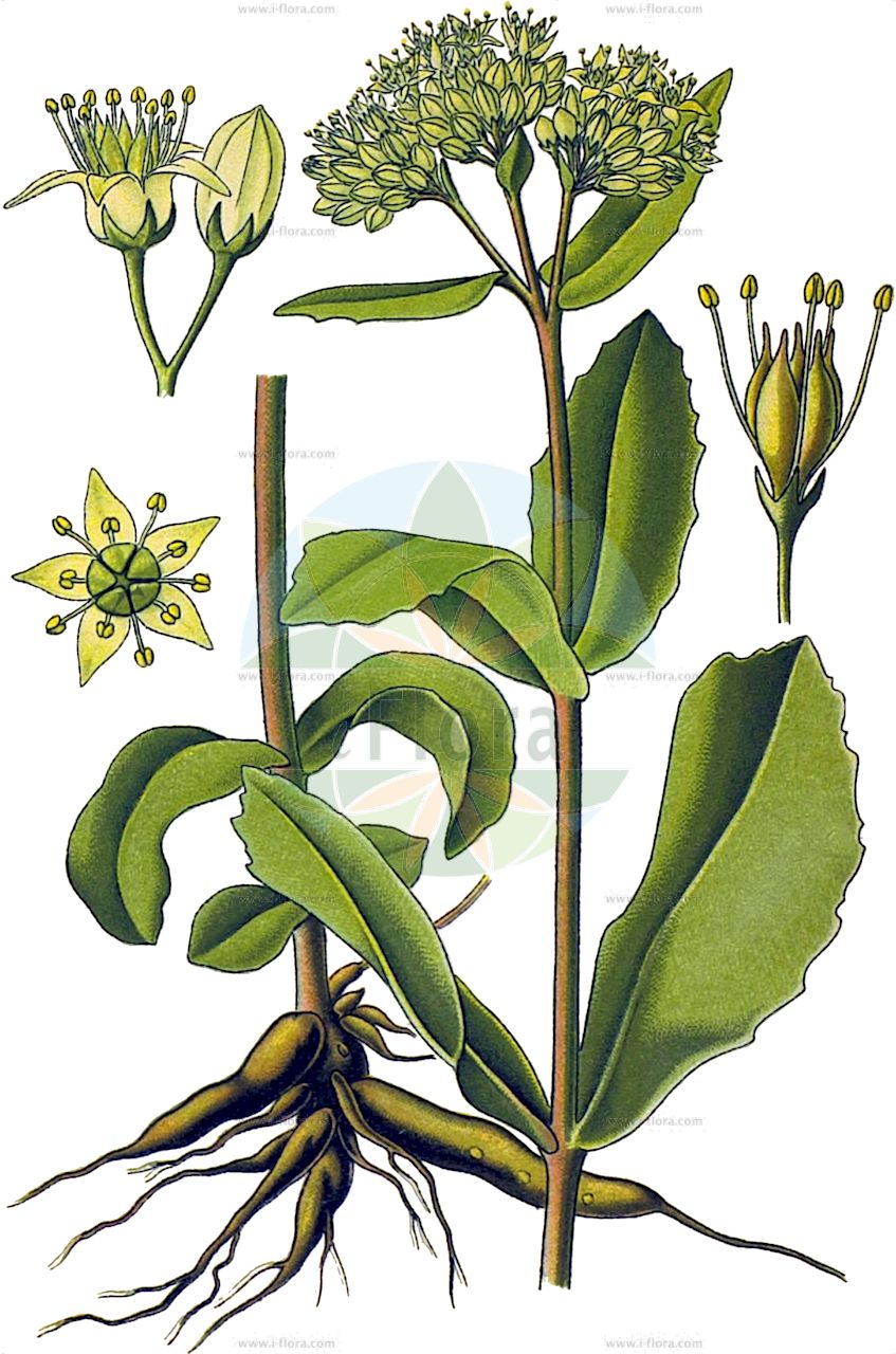 Hylotelephium maximum - Crassulaceae,Plantae,Pteridobiotina,Angiosperms,Saxifragales,Crassulaceae,Hylotelephium,Hylotelephium maximum,Anacampseros alpestris, Anacampseros aprica, Anacampseros assurgens, Anacampseros cebennensis, Anacampseros chlorotica, Anacampseros collina, Anacampseros corsica, Anacampseros delphinensis, Anacampseros erubescens, Anacampseros maxima, Anacampseros millieri, Anacampseros minor, Anacampseros pachyphylla, Anacampseros praeruptorum, Anacampseros recurva, Anacampseros serotina, Anacampseros subrotunda, Anacampseros ternata, Anacampseros verlotii, Hylotelephium haematodes, Hylotelephium maximum subsp. scherfelii, Hylotelephium scherfelii, Hylotelephium telephium subsp. maximum, Sedum haematodes, Sedum latifolium, Sedum maximum, Sedum maximum, Sedum pseudotelephium, Sedum telephium subsp. maximum, Sedum telephium var. maximum,Große Fetthenne;Gewöhnliches Riesen-Fettkraut;Große Waldfetthenne;tallest stonecrop;Grand orpin;orpin robuste;grand sédum;orpin grand;sédum grand;hierba callera;fava grassa;borracina massima;erba di San Giovanni;заячья капуста;заячья капуста большая;очитник наибольший;очиток большой;скрипун;толстолистник;veliki žednjak;vanlig kärleksört;almindelig sankthansurt;rozchodnik wielki;hermelika;bablevelű varjúháj;rozchodník velký;rozchodníkovec velký;rozchodníkovec najväčší;голяма тлъстига;suur kukehari;lielā čīkstene;lielais laimiņš;smørbukk;lännenisomaksaruoho;didysis šilokas