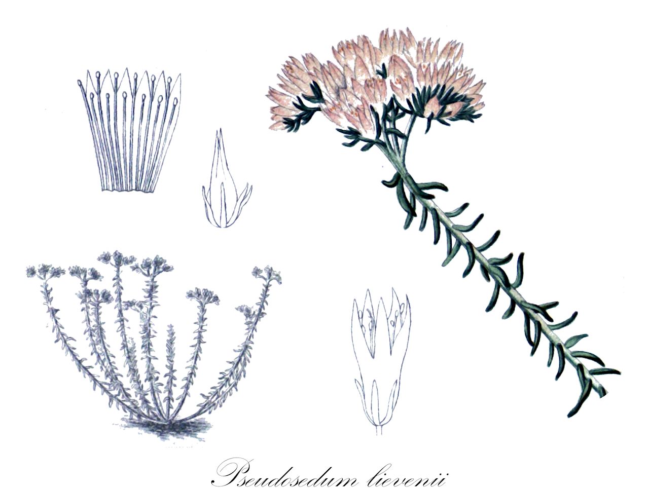 Pseudosedum lievenii - Crassulaceae,Plantae,Pteridobiotina,Angiosperms,Saxifragales,Crassulaceae,Pseudosedum,Pseudosedum lievenii,Cotyledon lievenii, Sedum lievenii, Umbilicus lievenii, Umbilicus multicaulis, Umbilicus steveni