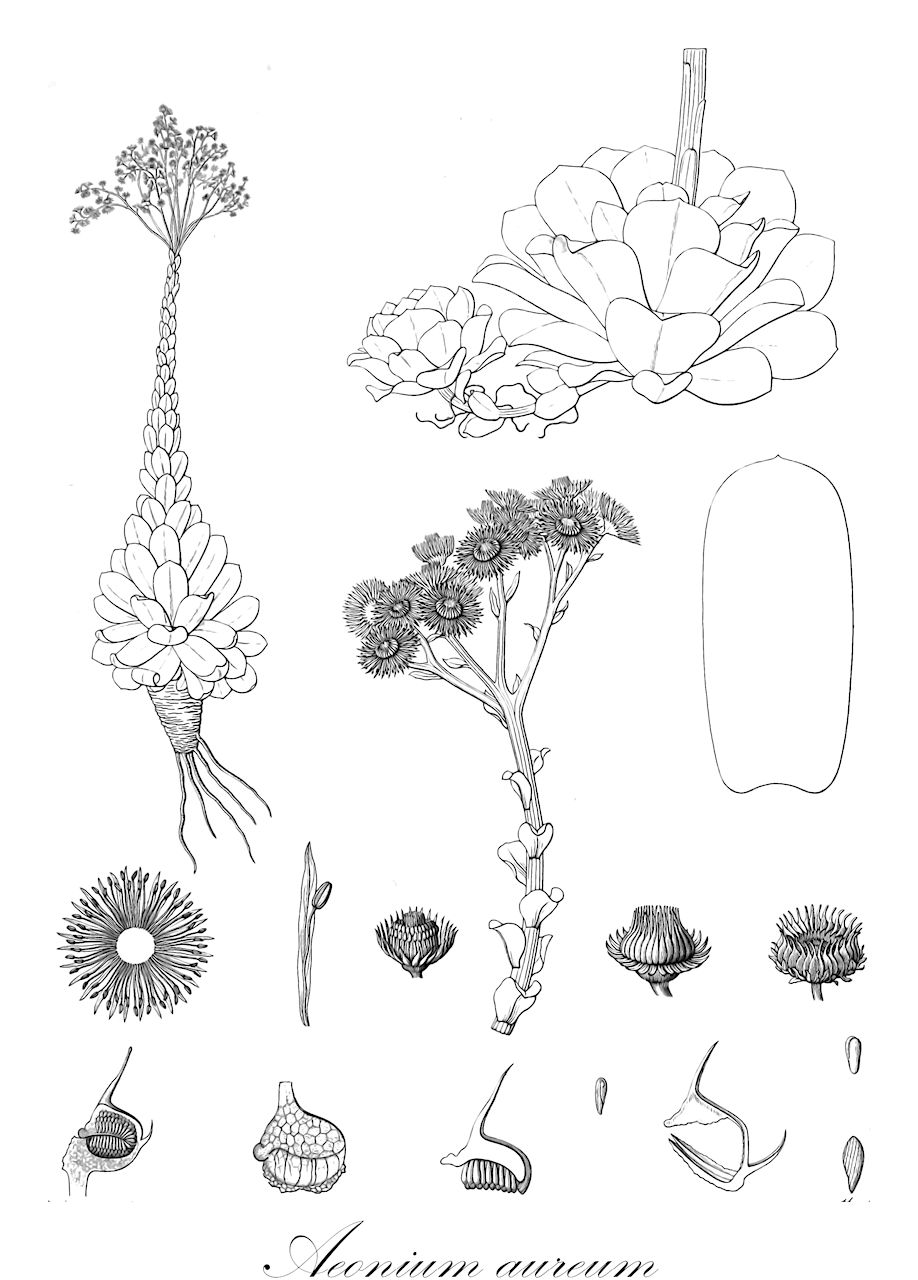 Aeonium aureum - Crassulaceae,Plantae,Pteridobiotina,Angiosperms,Saxifragales,Crassulaceae,Aeonium,Aeonium aureum,Greenovia aurea, Greenovia ferrea, Greenovia polypharmica, Greenovia rupifraga, Sempervivum aureum, Sempervivum calyciforme, Sempervivum ferreum, Sempervivum polypharmicum, Sempervivum rupifragum