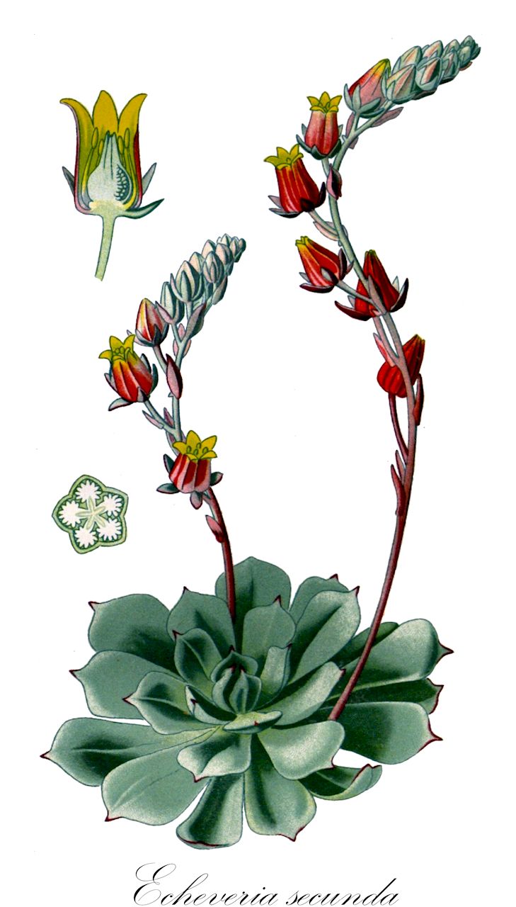 Echeveria secunda - Crassulaceae,Plantae,Pteridobiotina,Angiosperms,Saxifragales,Crassulaceae,Echeveria,Echeveria secunda,Cotyledon glauca, Cotyledon pumila, Cotyledon secunda, Echeveria byrnesii, Echeveria glauca, Echeveria glauca var. pumila, Echeveria globosa, Echeveria gracillima, Echeveria pumila, Echeveria pumila var. glauca, Echeveria rosacea, Echeveria secunda f. byrnesii, Echeveria secunda var. byrnesii, Echeveria secunda var. glauca, Echeveria secunda var. pumila, Echeveria spilota