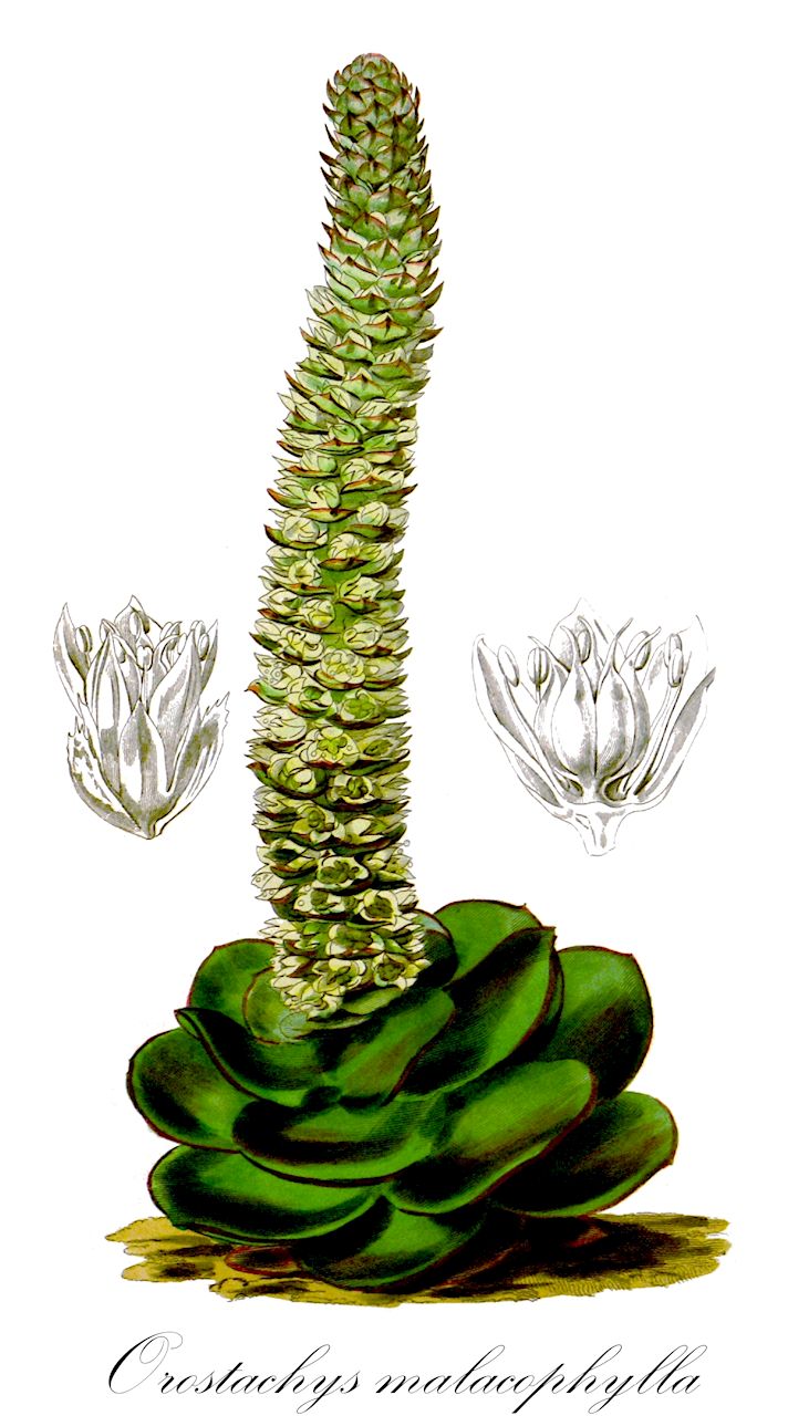 Orostachys malacophylla - Crassulaceae,Plantae,Pteridobiotina,Angiosperms,Saxifragales,Crassulaceae,Orostachys,Orostachys malacophylla,Cotyledon filifera, Cotyledon malacophylla, Orostachys chongsunensis, Orostachys filifera, Orostachys genkaiensis, Orostachys latielliptica, Orostachys malacophylla subsp. malacophylla, Orostachys margaritifolia, Orostachys ramosa, Sedum malacophyllum, Sempervivum malacophyllum, Umbilicus malacophyllus, Umbilicus stamineus
