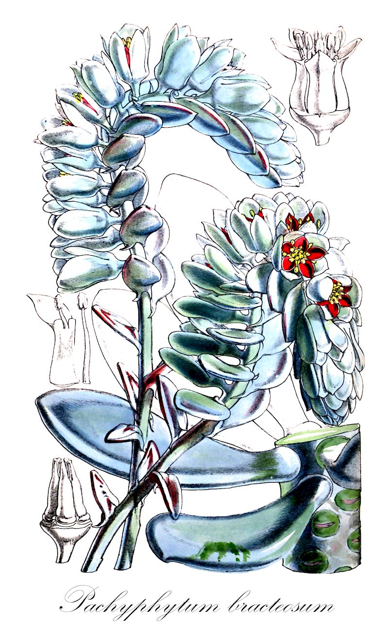 Pachyphytum bracteosum - Crassulaceae,Plantae,Pteridobiotina,Angiosperms,Saxifragales,Crassulaceae,Pachyphytum,Pachyphytum bracteosum,Cotyledon pachyphytum, Echeveria bracteosa, Echeveria pachyphytum