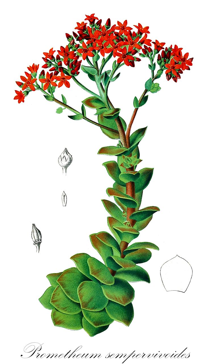 Prometheum sempervivoides - Crassulaceae,Plantae,Pteridobiotina,Angiosperms,Saxifragales,Crassulaceae,Prometheum,Prometheum sempervivoides,Rosularia sempervivoides, Sedum kurdistanicum, Sedum sempervivoides, Sedum sempervivum,седум молодиловидный;horozlelesi