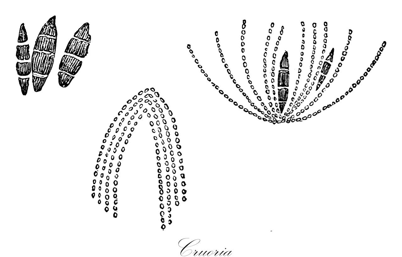Cruoria - Cruoriaceae,Biota,Plantae,Rhodophyta,Eurhodophytina,Florideophyceae,Gigartinales,Cruoriaceae,Cruoria,Erythroclathrus