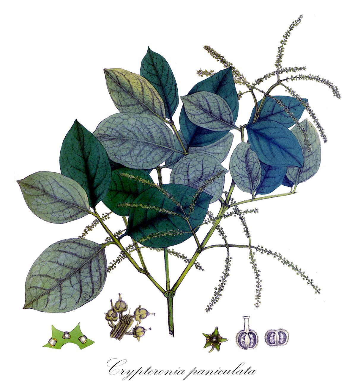 Crypteronia paniculata - Crypteroniaceae,Plantae,Pteridobiotina,Angiosperms,Myrtales,Crypteroniaceae,Crypteronia,Crypteronia paniculata,Crypteronia glabra, Crypteronia pubescens