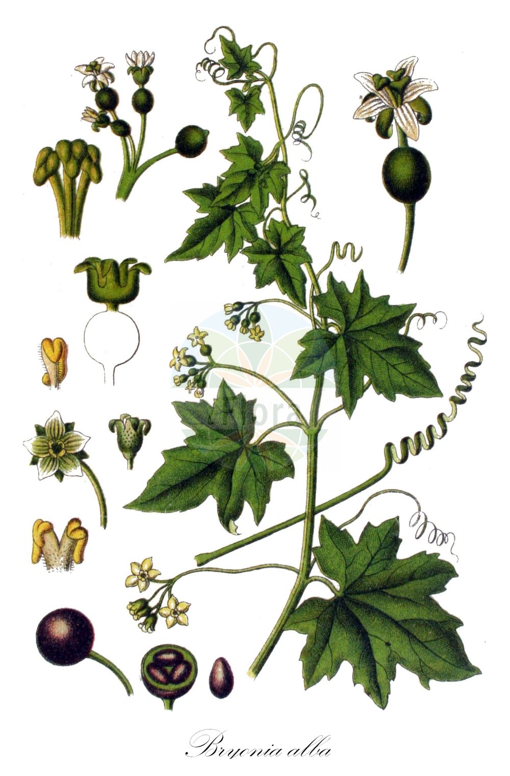 Bryonia alba - Cucurbitaceae,Plantae,Pteridobiotina,Angiosperms,Cucurbitales,Cucurbitaceae,Bryonia,Bryonia alba,Bryonia dioica, Bryonia monoeca, Bryonia nigra, Bryonia vulgaris,Weiße Zaunrübe;Schwarzfrüchtige Zaunrübe;Schwarzbeerige Zaunrübe;Schwarze Zaunrübe;white bryony;black-berried bryony;Bryone blanche;bryone monoïque;nueza blanca;Brionia bianca;barbone;witte heggerank;zwarte bryonie;переступень белый;akhaylin;stërkungull;bijeli bljuštac;hundrova;enbo galdebær;przestęp biały;črnojagodasti bluščec;fekete földitök;posed bílý;mutătoare;posed biely;переступень білий;бяда дива тиква;дива тиква;svartgallbær;mustakoiranköynnös;дебелотиква;обични бљуштац