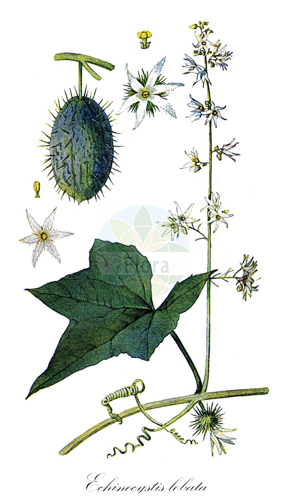 Echinocystis lobata - Cucurbitaceae,Plantae,Pteridobiotina,Angiosperms,Cucurbitales,Cucurbitaceae,Echinocystis,Echinocystis lobata,Echinocystis echinata, Echinocystis echinata, Hexameria echinata, Micrampelis lobata, Momordica echinata, Sicyos lobatus,Gelappte Stachelgurke;Stachelgurke;Igelgurke;concombre grimpant;wild cucumber;wild balsam apple;Concombre grimpant;Concombre sauvage;calabacilla;Sicios lobata;cocomero selvatico;echinocistis;эхиноцистис лопастная;колючеплодник лопастный;эхиноцистис лопастной;эхиноцистис широватый;uljna bučica;taggreva;echinocystis klapowana;kolczurka klapowana;oljna bučka;süntök;štětinec laločnatý;ježatec laločnatý;ехіноцистис шипуватий;hõlmine ogakurk;adatainais dzeloņgurķītis;piikkikurkku;dygliavaisis virkštenis
