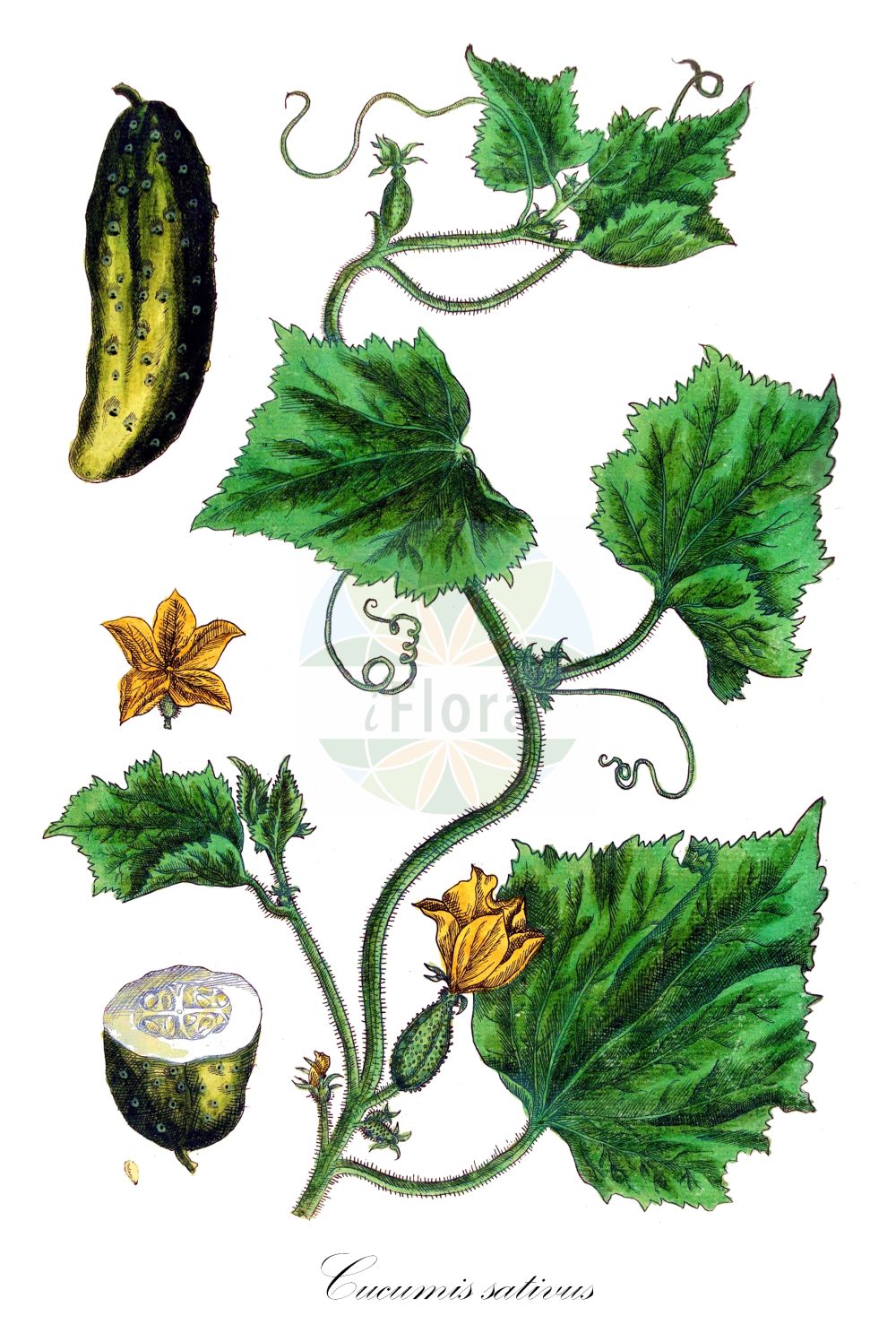 Cucumis sativus - Cucurbitaceae,Plantae,Pteridobiotina,Angiosperms,Cucurbitales,Cucurbitaceae,Cucumis,Cucumis sativus,Cucumis esculentus, Cucumis hardwickii, Cucumis muricatus, Cucumis rumphii, Cucumis sativus f. albus, Cucumis sativus f. australis, Cucumis sativus f. borealis, Cucumis sativus f. brunnescens, Cucumis sativus f. hardwickii, Cucumis sativus f. pallescens, Cucumis sativus f. tuberculatus, Cucumis sativus f. viridis, Cucumis sativus subsp. agrestis, Cucumis sativus subsp. gracilior, Cucumis sativus subsp. rigidus, Cucumis sativus var. albus, Cucumis sativus var. anatolicus, Cucumis sativus var. anglicus, Cucumis sativus var. arakis, Cucumis sativus var. battich-djebbal, Cucumis sativus var. brullos, Cucumis sativus var. chatte, Cucumis sativus var. chiar, Cucumis sativus var. cilicicus, Cucumis sativus var. ennemis, Cucumis sativus var. europaeus, Cucumis sativus var. fakus, Cucumis sativus var. falcatus, Cucumis sativus var. fastigiatus, Cucumis sativus var. flavus, Cucumis sativus var. grossularioides, Cucumis sativus var. hardwickii, Cucumis sativus var. indoeuropeus, Cucumis sativus var. iranoturanicus, Cucumis sativus var. izmir, Cucumis sativus var. pallidus, Cucumis sativus var. sativus, Cucumis sativus var. schemmam, Cucumis sativus var. squamosus, Cucumis sativus var. testudaceus, Cucumis sativus var. tuberculatus, Cucumis sativus var. variegatus, Cucumis sativus var. viridis, Cucumis sphaerocarpus, Cucumis vilmorinii,Gurke;cucumber;garden cucumber;Courgette;concombre;cornichon;pepino;cohombro;pepinillo;Cetriolo;komkommer;augurk;pepino;pepininho;cogombro;cornichão;pepineiro;tolombo;огурец посевной;hıyar;kastravec;cogombrera;krastavac;gurka;almindelig agurk;ogórek siewny;kyuri;キュウリ;navadna kumara;uborka;okurka setá;uhorka šalátová;огірок посівний;краставица;agurk;kurkku;khiar;huáng guā;黄瓜