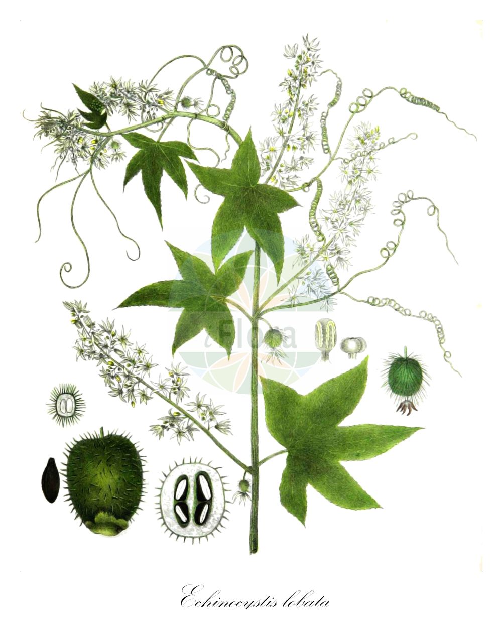 Echinocystis lobata - Cucurbitaceae,Plantae,Pteridobiotina,Angiosperms,Cucurbitales,Cucurbitaceae,Echinocystis,Echinocystis lobata,Echinocystis echinata, Echinocystis echinata, Hexameria echinata, Micrampelis lobata, Momordica echinata, Sicyos lobatus,Gelappte Stachelgurke;Stachelgurke;Igelgurke;concombre grimpant;wild cucumber;wild balsam apple;Concombre grimpant;Concombre sauvage;calabacilla;Sicios lobata;cocomero selvatico;echinocistis;эхиноцистис лопастная;колючеплодник лопастный;эхиноцистис лопастной;эхиноцистис широватый;uljna bučica;taggreva;echinocystis klapowana;kolczurka klapowana;oljna bučka;süntök;štětinec laločnatý;ježatec laločnatý;ехіноцистис шипуватий;hõlmine ogakurk;adatainais dzeloņgurķītis;piikkikurkku;dygliavaisis virkštenis