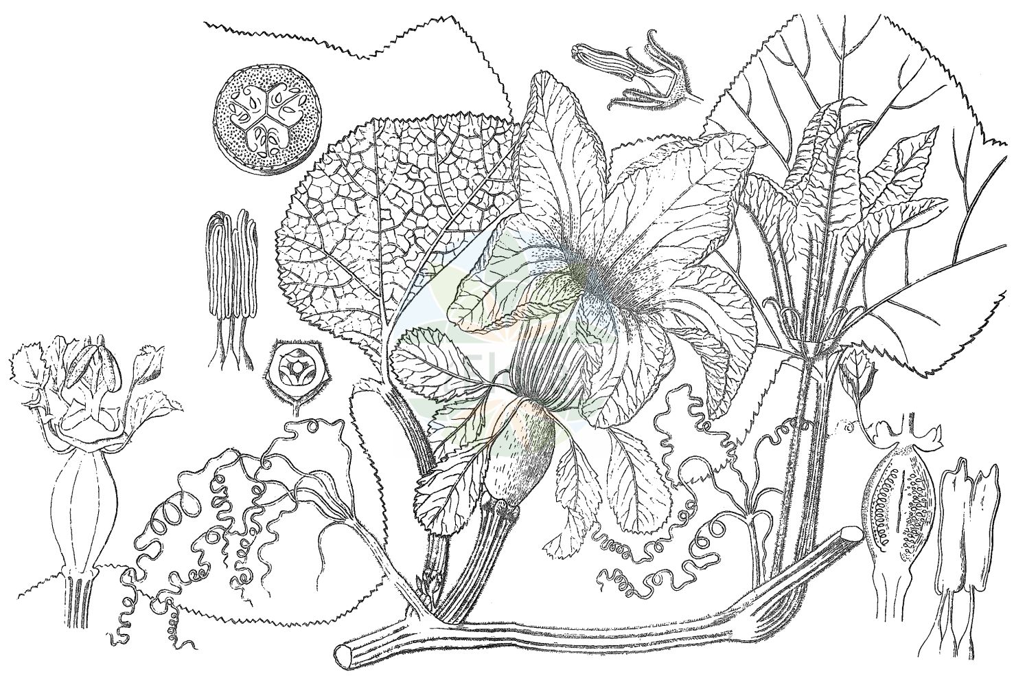 Cucurbita maxima - Cucurbitaceae,Plantae,Pteridobiotina,Angiosperms,Cucurbitales,Cucurbitaceae,Cucurbita,Cucurbita maxima,Cucumis rapallito, Cucumis zapallito, Cucurbita farinae, Cucurbita maxima subsp. maxima, Cucurbita maxima var. boliviana, Cucurbita maxima var. chiloensis, Cucurbita maxima var. triloba, Cucurbita maxima var. turgida, Cucurbita maxima var. zapallito, Cucurbita maxima var. zipinka, Cucurbita pepo var. maxima, Cucurbita pileiformis, Cucurbita rapallito, Cucurbita sulcata, Cucurbita turbaniformis, Cucurbita turbaniformis var. chiloensis, Cucurbita zapallito, Pepo maximus, Pileocalyx elegans,Riesen-Kürbis;pumpkin;banana squash;blue hubbard squash;buttercup squash;golden hubbard squash;hokkaido squash;hubbard squash;queensland blue squash;turk's turban squash;winter squash;winter marrow;atlantic giant pumpkin;mammoth pumpkin;queensland blue pumpkin;Courge;Potiron;giraumon turban;grosse courge;citrouille;calabaza amarilla;calabaza redonda;calabaza de Castilla;calabaza confitera;calabaza romana;Cocozza;Zucca;zucca gigante;popone;cetriolo;witte brunel;reuzenkalebas;cabaca;cabaça;abóbora-menina;тыква крупная;helvacı kabağı;kungull;carbassera de rebequet;pečenica;witte brem;jättepumpa;centner-græskar;dynia olbrzymia;óriástök;tykev obrovská;dovleac;tekvica veľkoplodá;гарбуз волоський;тиква;kjempegresskar;jättikurpitsa