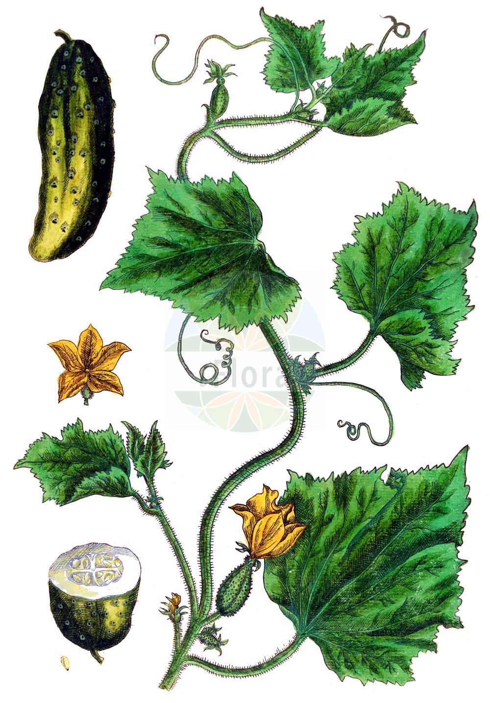 Cucumis sativus - Cucurbitaceae,Plantae,Pteridobiotina,Angiosperms,Cucurbitales,Cucurbitaceae,Cucumis,Cucumis sativus,Cucumis esculentus, Cucumis hardwickii, Cucumis muricatus, Cucumis rumphii, Cucumis sativus f. albus, Cucumis sativus f. australis, Cucumis sativus f. borealis, Cucumis sativus f. brunnescens, Cucumis sativus f. hardwickii, Cucumis sativus f. pallescens, Cucumis sativus f. tuberculatus, Cucumis sativus f. viridis, Cucumis sativus subsp. agrestis, Cucumis sativus subsp. gracilior, Cucumis sativus subsp. rigidus, Cucumis sativus var. albus, Cucumis sativus var. anatolicus, Cucumis sativus var. anglicus, Cucumis sativus var. arakis, Cucumis sativus var. battich-djebbal, Cucumis sativus var. brullos, Cucumis sativus var. chatte, Cucumis sativus var. chiar, Cucumis sativus var. cilicicus, Cucumis sativus var. ennemis, Cucumis sativus var. europaeus, Cucumis sativus var. fakus, Cucumis sativus var. falcatus, Cucumis sativus var. fastigiatus, Cucumis sativus var. flavus, Cucumis sativus var. grossularioides, Cucumis sativus var. hardwickii, Cucumis sativus var. indoeuropeus, Cucumis sativus var. iranoturanicus, Cucumis sativus var. izmir, Cucumis sativus var. pallidus, Cucumis sativus var. sativus, Cucumis sativus var. schemmam, Cucumis sativus var. squamosus, Cucumis sativus var. testudaceus, Cucumis sativus var. tuberculatus, Cucumis sativus var. variegatus, Cucumis sativus var. viridis, Cucumis sphaerocarpus, Cucumis vilmorinii,Gurke;cucumber;garden cucumber;Courgette;concombre;cornichon;pepino;cohombro;pepinillo;Cetriolo;komkommer;augurk;pepino;pepininho;cogombro;cornichão;pepineiro;tolombo;огурец посевной;hıyar;kastravec;cogombrera;krastavac;gurka;almindelig agurk;ogórek siewny;kyuri;キュウリ;navadna kumara;uborka;okurka setá;uhorka šalátová;огірок посівний;краставица;agurk;kurkku;khiar;huáng guā;黄瓜