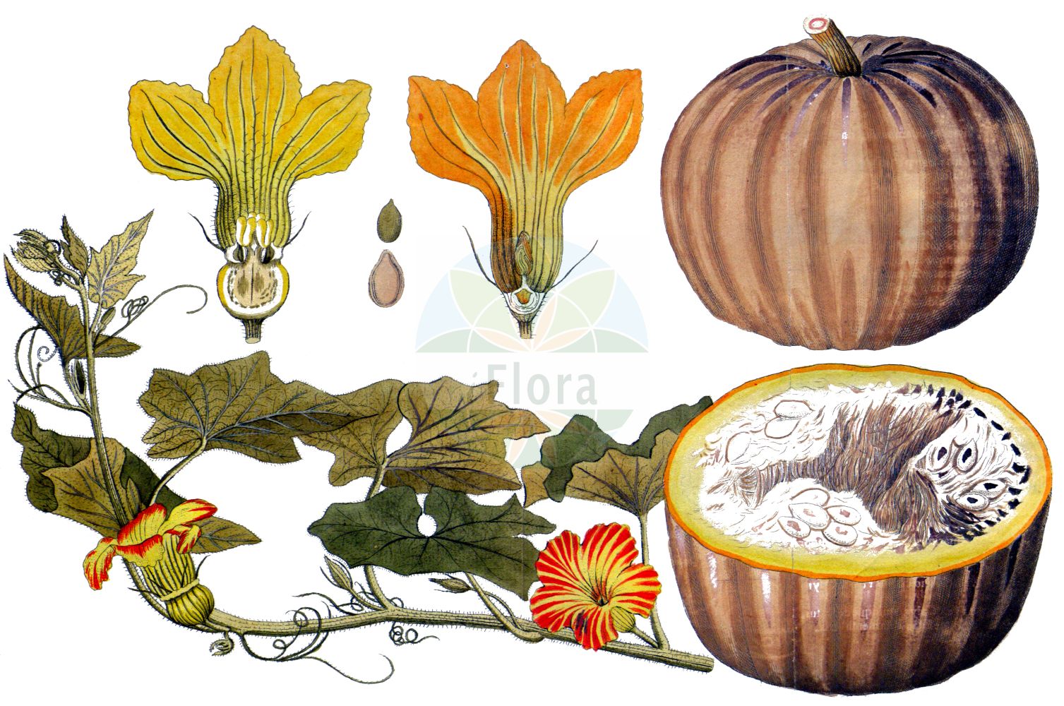 Cucurbita pepo - Cucurbitaceae,Plantae,Pteridobiotina,Angiosperms,Cucurbitales,Cucurbitaceae,Cucurbita,Cucurbita pepo,Citrullus variegatus, Cucumis pepo, Cucumis zapallo, Cucurbita aurantia, Cucurbita ceratoceras, Cucurbita clodiensis, Cucurbita courgero, Cucurbita elongata, Cucurbita esculenta, Cucurbita fastuosa, Cucurbita hybrida, Cucurbita lignosa, Cucurbita mammeata, Cucurbita mammosa, Cucurbita marsupiiformis, Cucurbita oblonga, Cucurbita pepo subsp. gumala, Cucurbita pepo subsp. pepo, Cucurbita pepo subvar. nigra, Cucurbita pepo var. akoda, Cucurbita pepo var. americana, Cucurbita pepo var. bicolor, Cucurbita pepo var. condensa, Cucurbita pepo var. elongata, Cucurbita pepo var. fibropulposa, Cucurbita pepo var. flogra, Cucurbita pepo var. georgica, Cucurbita pepo var. kintogwa, Cucurbita pepo var. medullosa, Cucurbita pepo var. melopepo, Cucurbita pepo var. praecox, Cucurbita pepo var. toonas, Cucurbita pepo var. torticollis, Cucurbita pepo var. vulgaris, Cucurbita polymorpha, Cucurbita pomiformis, Cucurbita pyridaris, Cucurbita pyxidaris, Cucurbita succado, Cucurbita succedo, Cucurbita tuberculosa, Cucurbita urnigera, Cucurbita variegata, Cucurbita venosa, Pepo aurantius, Pepo citrullus, Pepo clypeiformis, Pepo oblongus, Pepo potiron, Pepo vulgaris,Kürbis;Gewöhnlicher Kürbis;Feld-Kürbis;Garten-Kürbis;Zuchetti;marrow;acorn;crookneck;pattypan;scallop;spaghetti squash;squash;straightneck;summer;Courgette;courge à huile de Styrie;courge des jardins;pépon des jardins;citrouille;coloquinelle;courge;gourde;pâtisson;pépon;calabacin;calabaza;calabaza bonetera;zapallo;ayote borronoso;zuccetti;calabacín;calabaza de San Juan;Zucchino;Zuchette;zucca;cocuzza;zucchetti;zucchette;zucchini;witte bitternoot;tuinpompoen;sierpompoen;abobora;abóbora;abóbora-moganga;abóbora-porqueira;тыква обыкновенная;sakız kabağı;kungull;carbassera;carbassonera;obična bundeva;witte aronskelk;matpumpa;pumpa;mandel-græskar;dynia zwyczajna;navadna buča;spárgatök;dýně obecná;tykev obecná;dovleac;dovlecel;tekvica obyčajná;гарбуз звичайний;тиквичка;gresskar;kurpitsa;garâa