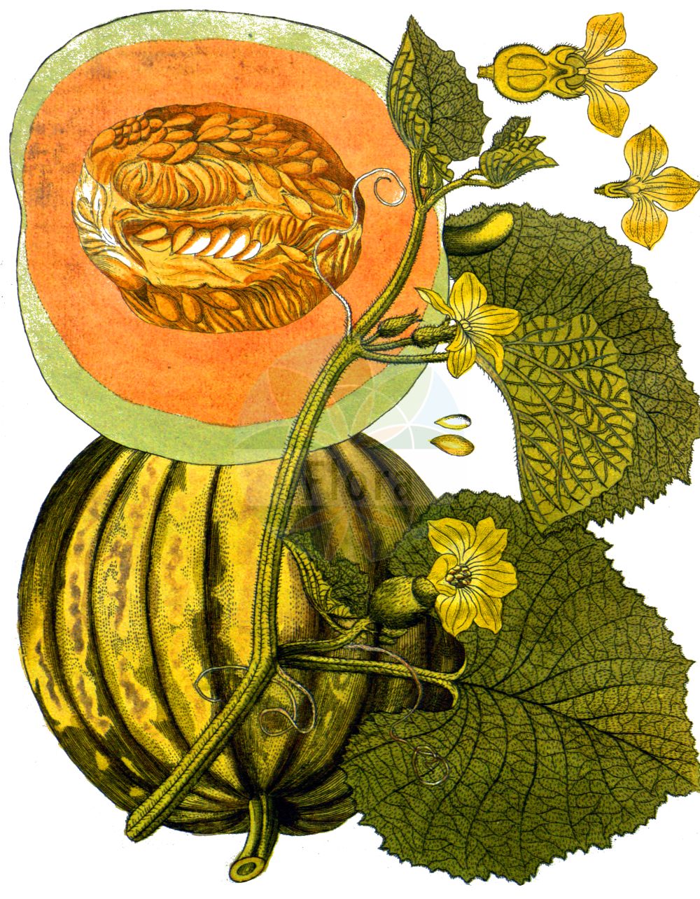 Cucumis melo - Cucurbitaceae,Plantae,Pteridobiotina,Angiosperms,Cucurbitales,Cucurbitaceae,Cucumis,Cucumis melo,Cucumis acidus, Cucumis agrestis, Cucumis agrestis subsp. figari, Cucumis alba var. flavescens, Cucumis albus, Cucumis ambigua, Cucumis arenarius, Cucumis aromaticus, Cucumis bardana, Cucumis bisexualis, Cucumis callosus, Cucumis campechianus, Cucumis cantalupensis, Cucumis cantalupo, Cucumis chate, Cucumis chate, Cucumis chinensis, Cucumis chito, Cucumis cicatrisatus, Cucumis cognata, Cucumis conomon, Cucumis conomon var. koreana, Cucumis conomon var. rugosa, Cucumis cubensis, Cucumis cubensis var. costatus, Cucumis deliciosus, Cucumis dudaim, Cucumis eriocarpus, Cucumis erivanicus, Cucumis flexuosus, Cucumis flexuosus var. adzhur, Cucumis flexuosus var. curvatoalbus, Cucumis flexuosus var. curvatoaurantiacus, Cucumis flexuosus var. curvatoviridis, Cucumis flexuosus var. rectoalbus, Cucumis flexuosus var. rectoauranticus, Cucumis flexuosus var. rectoviridis, Cucumis flexuosus var. reflexus, Cucumis flexuosus var. terra, Cucumis jamaicensis, Cucumis jucunda, Cucumis laevigatus, Cucumis maculatus, Cucumis melo f. agrestis, Cucumis melo f. albidus, Cucumis melo f. albus, Cucumis melo f. depressus, Cucumis melo f. dissectifolius, Cucumis melo f. dulcis, Cucumis melo f. flavus, Cucumis melo f. ginmakua, Cucumis melo f. grandifolius, Cucumis melo f. hamikua, Cucumis melo f. kikumelon, Cucumis melo f. longus, Cucumis melo f. major, Cucumis melo f. minor, Cucumis melo f. rotundatus, Cucumis melo f. rugosus, Cucumis melo f. showamelon, Cucumis melo f. variegatus, Cucumis melo f. viridis, Cucumis melo subsp. adana, Cucumis melo subsp. agrestis, Cucumis melo subsp. ameri, Cucumis melo subsp. cantalupa, Cucumis melo subsp. cassaba, Cucumis melo subsp. chandalak, Cucumis melo subsp. chate, Cucumis melo subsp. chinensis, Cucumis melo subsp. chinensis, Cucumis melo subsp. conomon, Cucumis melo subsp. cultus, Cucumis melo subsp. dudaim, Cucumis melo subsp. europaeus, Cucumis melo subsp. flexuosus, Cucumis melo subsp. melo, Cucumis melo subsp. microcarpus, Cucumis melo subsp. pubescens, Cucumis melo subsp. rigidus, Cucumis melo subsp. vulgaris, Cucumis melo subsp. zard, Cucumis melo var. acidulus, Cucumis melo var. adana, Cucumis melo var. adress, Cucumis melo var. aegyptiacus, Cucumis melo var. aestivales, Cucumis melo var. aethiopicus, Cucumis melo var. agrestis, Cucumis melo var. albidus, Cucumis melo var. alboviridis, Cucumis melo var. ameri, Cucumis melo var. ananas-i-chair-verte, Cucumis melo var. anatolicus, Cucumis melo var. arundel, Cucumis melo var. atab, Cucumis melo var. aurantiacus, Cucumis melo var. autumnales, Cucumis melo var. azmirli, Cucumis melo var. baqubensis, Cucumis melo var. beida, Cucumis melo var. bitariana, Cucumis melo var. bitarianus, Cucumis melo var. bos-valdy, Cucumis melo var. buharici, Cucumis melo var. bullock, Cucumis melo var. burrells-gem, Cucumis melo var. cantalupa, Cucumis melo var. cantalupensis, Cucumis melo var. cantalupo, Cucumis melo var. cantonianus, Cucumis melo var. casaba, Cucumis melo var. chandalak, Cucumis melo var. chandaliak, Cucumis melo var. chandlkak, Cucumis melo var. chate, Cucumis melo var. chinensis, Cucumis melo var. chito, Cucumis melo var. conomon, Cucumis melo var. cossonianus, Cucumis melo var. cucurbitaceus, Cucumis melo var. cultus, Cucumis melo var. dudaim, Cucumis melo var. dumeri, Cucumis melo var. duripulposus, Cucumis melo var. elongata, Cucumis melo var. elongatus, Cucumis melo var. erythraeus, Cucumis melo var. firany, Cucumis melo var. flavus, Cucumis melo var. flexuosus, Cucumis melo var. fraiduni, Cucumis melo var. fucharici, Cucumis melo var. gem-rocky, Cucumis melo var. golobcresdael, Cucumis melo var. gourbek, Cucumis melo var. gracilior, Cucumis melo var. hafednafse, Cucumis melo var. hasanbey, Cucumis melo var. hibernus, Cucumis melo var. hiemalis, Cucumis melo var. hime, Cucumis melo var. honey-dew, Cucumis melo var. inodorus, Cucumis melo var. khadra, Cucumis melo var. kirukensis, Cucumis melo var. longus, Cucumis melo var. macrocastanus, Cucumis melo var. macroleucus, Cucumis melo var. macropyrochrus, Cucumis melo var. maculatus, Cucumis melo var. major, Cucumis melo var. makuwa, Cucumis melo var. maltensis, Cucumis melo var. mansouri, Cucumis melo var. mehanawy, Cucumis melo var. melo, Cucumis melo var. microcarpus, Cucumis melo var. microcastanus, Cucumis melo var. microleucus, Cucumis melo var. micropyrochrus, Cucumis melo var. microspermus, Cucumis melo var. minimus, Cucumis melo var. minutissimus, Cucumis melo var. momordica, Cucumis melo var. momordica, Cucumis melo var. monoclinus, Cucumis melo var. oblongus, Cucumis melo var. ovatus, Cucumis melo var. persicodorus, Cucumis melo var. praecantalupa, Cucumis melo var. praecox, Cucumis melo var. pubescens, Cucumis melo var. reticulatus, Cucumis melo var. rigidus, Cucumis melo var. rotundus, Cucumis melo var. rugosus, Cucumis melo var. saccharinus, Cucumis melo var. saharunporensis, Cucumis melo var. saidi, Cucumis melo var. samarrensis, Cucumis melo var. santawi, Cucumis melo var. senani, Cucumis melo var. shahd, Cucumis melo var. shammam, Cucumis melo var. shauki, Cucumis melo var. shimmam, Cucumis melo var. striata, Cucumis melo var. striatus, Cucumis melo var. suavis, Cucumis melo var. tamago, Cucumis melo var. tarra, Cucumis melo var. texanus, Cucumis melo var. tuzensis, Cucumis melo var. utilissimus, Cucumis melo var. vard, Cucumis melo var. variegatus, Cucumis melo var. varigatus, Cucumis melo var. vaughans-original-osage, Cucumis melo var. virgatus, Cucumis melo var. viridis, Cucumis melo var. vulgaris, Cucumis melo var. zaami, Cucumis melo var. zard, Cucumis melo var. zebrinoaurantiacus, Cucumis melo var. zebrinoluteus, Cucumis melo var. zhukovskyi, Cucumis melo var. zhukowskii, Cucumis microcarpus, Cucumis microsperma, Cucumis microsperma var. rugosa, Cucumis microspermus, Cucumis microspermus var. koreanus, Cucumis microspermus var. rugosus, Cucumis momordica, Cucumis moschatus, Cucumis odoratissimus, Cucumis odoratissimus, Cucumis officinarum-melo, Cucumis orientalis, Cucumis pancherianus, Cucumis pedatifidus, Cucumis pentandrus, Cucumis persicodorus, Cucumis persicus, Cucumis pictus, Cucumis princeps, Cucumis pseudocolocynthis, Cucumis pseudocolocynthis, Cucumis pubescens, Cucumis pyriformis, Cucumis reflexus, Cucumis reginae, Cucumis schraderianus, Cucumis serotinus, Cucumis trigonus, Cucumis turbinatus, Cucumis umbilicatus, Cucumis utilissimus, Cucumis villosus, Cucurbita aspera, Ecballium lambertianum, Luffa acutangula var. subangulata, Luffa aegyptiaca var. leiocarpa, Luffa clavata, Luffa cylindrica, Luffa cylindrica var. leiocarpa, Luffa cylindrica var. minima, Luffa cylindrica var. multiflora, Luffa hederacea, Luffa jacquinii, Luffa leiocarpa, Luffa luffa, Luffa parvula, Luffa racemosa, Luffa satpatia, Luffa scabra, Luffa striata, Luffa veitchii, Luffa vittata, Melo adana, Melo adzhur, Melo agrestis, Melo ambiguua, Melo ambiguus, Melo ameri, Melo cantalupa, Melo cantalupensis, Melo cassaba, Melo chandalak, Melo chate, Melo chinensis, Melo conomon, Melo dudaim, Melo figari, Melo flexuosus, Melo microcarpus, Melo monoclinus, Melo orientalis, Melo persicus, Melo sativus, Melo vulgaris, Melo zard, Momordica cylindrica, Momordica lambertiana, Momordica sativa, Pepo melopepo, Pepo verrucosus, Turia sativa,Zucker-Melone;Honig-Melone;Kantalupen;Netz-Melone;Melone;Dessert-Melone;melon;cantaloupe;gulf coast melon;honeydew;muskmelon;Courge;Potiron;dudaim;melon brodé;melon cantaloup;melon de poche;melon;melon parfum;melon;melon bordado;melon cantaloup;cantaloupe;melón bordado;meloncillo;meloncillo de olor;pepino;melón;melón cantaloup;alficoz;melón granada;melonera;melone cantalupo;melone retado;melone reticolato;melone;pepone;popone;kanteloep;witte dovenetel;granaatappelmeloen;zuckermelone;meloen;slangkomkommer;melão-de-bolso;melãozinho;melão;meloeiro;melão-de-cheiro;melão-de-inverno;meloa;дыня-дудаим;культурная дыня;столовая дыня;обыкновенная дыня;дыня культурная;дыня обыкновенная;дыня столовая;дыня посевная;kavun;pjepër;melonera;dinja;melon;melon;melon;ogórek melon;メロン;meron;sárgadinnye;meloun cukrový;boşar;pepene galben;melon cukrový;диня посівна;пъпеш;melon;meloni;meelon;מֶלוֹן;bettikh;tián guā;甜瓜