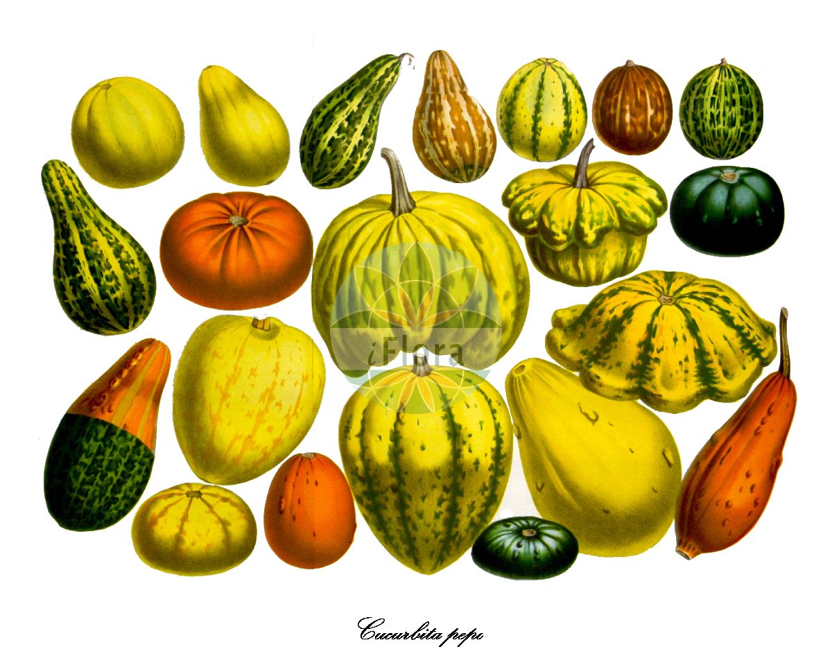 Cucurbita pepo - Cucurbitaceae,Plantae,Pteridobiotina,Angiosperms,Cucurbitales,Cucurbitaceae,Cucurbita,Cucurbita pepo,Citrullus variegatus, Cucumis pepo, Cucumis zapallo, Cucurbita aurantia, Cucurbita ceratoceras, Cucurbita clodiensis, Cucurbita courgero, Cucurbita elongata, Cucurbita esculenta, Cucurbita fastuosa, Cucurbita hybrida, Cucurbita lignosa, Cucurbita mammeata, Cucurbita mammosa, Cucurbita marsupiiformis, Cucurbita oblonga, Cucurbita pepo subsp. gumala, Cucurbita pepo subsp. pepo, Cucurbita pepo subvar. nigra, Cucurbita pepo var. akoda, Cucurbita pepo var. americana, Cucurbita pepo var. bicolor, Cucurbita pepo var. condensa, Cucurbita pepo var. elongata, Cucurbita pepo var. fibropulposa, Cucurbita pepo var. flogra, Cucurbita pepo var. georgica, Cucurbita pepo var. kintogwa, Cucurbita pepo var. medullosa, Cucurbita pepo var. melopepo, Cucurbita pepo var. praecox, Cucurbita pepo var. toonas, Cucurbita pepo var. torticollis, Cucurbita pepo var. vulgaris, Cucurbita polymorpha, Cucurbita pomiformis, Cucurbita pyridaris, Cucurbita pyxidaris, Cucurbita succado, Cucurbita succedo, Cucurbita tuberculosa, Cucurbita urnigera, Cucurbita variegata, Cucurbita venosa, Pepo aurantius, Pepo citrullus, Pepo clypeiformis, Pepo oblongus, Pepo potiron, Pepo vulgaris,Kürbis;Gewöhnlicher Kürbis;Feld-Kürbis;Garten-Kürbis;Zuchetti;marrow;acorn;crookneck;pattypan;scallop;spaghetti squash;squash;straightneck;summer;Courgette;courge à huile de Styrie;courge des jardins;pépon des jardins;citrouille;coloquinelle;courge;gourde;pâtisson;pépon;calabacin;calabaza;calabaza bonetera;zapallo;ayote borronoso;zuccetti;calabacín;calabaza de San Juan;Zucchino;Zuchette;zucca;cocuzza;zucchetti;zucchette;zucchini;witte bitternoot;tuinpompoen;sierpompoen;abobora;abóbora;abóbora-moganga;abóbora-porqueira;тыква обыкновенная;sakız kabağı;kungull;carbassera;carbassonera;obična bundeva;witte aronskelk;matpumpa;pumpa;mandel-græskar;dynia zwyczajna;navadna buča;spárgatök;dýně obecná;tykev obecná;dovleac;dovlecel;tekvica obyčajná;гарбуз звичайний;тиквичка;gresskar;kurpitsa;garâa