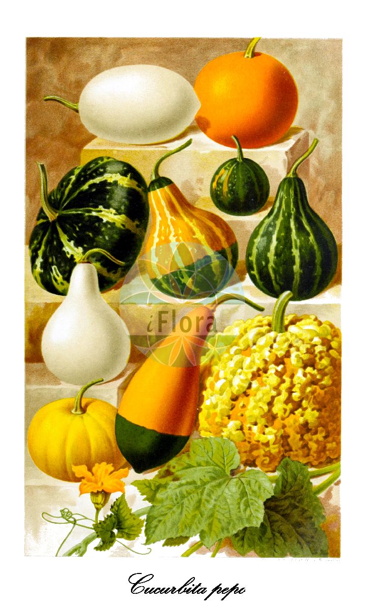 Cucurbita pepo - Cucurbitaceae,Plantae,Pteridobiotina,Angiosperms,Cucurbitales,Cucurbitaceae,Cucurbita,Cucurbita pepo,Citrullus variegatus, Cucumis pepo, Cucumis zapallo, Cucurbita aurantia, Cucurbita ceratoceras, Cucurbita clodiensis, Cucurbita courgero, Cucurbita elongata, Cucurbita esculenta, Cucurbita fastuosa, Cucurbita hybrida, Cucurbita lignosa, Cucurbita mammeata, Cucurbita mammosa, Cucurbita marsupiiformis, Cucurbita oblonga, Cucurbita pepo subsp. gumala, Cucurbita pepo subsp. pepo, Cucurbita pepo subvar. nigra, Cucurbita pepo var. akoda, Cucurbita pepo var. americana, Cucurbita pepo var. bicolor, Cucurbita pepo var. condensa, Cucurbita pepo var. elongata, Cucurbita pepo var. fibropulposa, Cucurbita pepo var. flogra, Cucurbita pepo var. georgica, Cucurbita pepo var. kintogwa, Cucurbita pepo var. medullosa, Cucurbita pepo var. melopepo, Cucurbita pepo var. praecox, Cucurbita pepo var. toonas, Cucurbita pepo var. torticollis, Cucurbita pepo var. vulgaris, Cucurbita polymorpha, Cucurbita pomiformis, Cucurbita pyridaris, Cucurbita pyxidaris, Cucurbita succado, Cucurbita succedo, Cucurbita tuberculosa, Cucurbita urnigera, Cucurbita variegata, Cucurbita venosa, Pepo aurantius, Pepo citrullus, Pepo clypeiformis, Pepo oblongus, Pepo potiron, Pepo vulgaris,Kürbis;Gewöhnlicher Kürbis;Feld-Kürbis;Garten-Kürbis;Zuchetti;marrow;acorn;crookneck;pattypan;scallop;spaghetti squash;squash;straightneck;summer;Courgette;courge à huile de Styrie;courge des jardins;pépon des jardins;citrouille;coloquinelle;courge;gourde;pâtisson;pépon;calabacin;calabaza;calabaza bonetera;zapallo;ayote borronoso;zuccetti;calabacín;calabaza de San Juan;Zucchino;Zuchette;zucca;cocuzza;zucchetti;zucchette;zucchini;witte bitternoot;tuinpompoen;sierpompoen;abobora;abóbora;abóbora-moganga;abóbora-porqueira;тыква обыкновенная;sakız kabağı;kungull;carbassera;carbassonera;obična bundeva;witte aronskelk;matpumpa;pumpa;mandel-græskar;dynia zwyczajna;navadna buča;spárgatök;dýně obecná;tykev obecná;dovleac;dovlecel;tekvica obyčajná;гарбуз звичайний;тиквичка;gresskar;kurpitsa;garâa