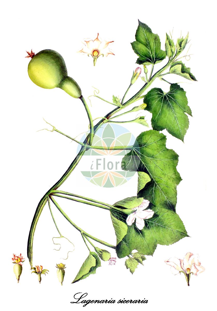 Lagenaria siceraria - Cucurbitaceae,Plantae,Pteridobiotina,Angiosperms,Cucurbitales,Cucurbitaceae,Lagenaria,Lagenaria siceraria,Cucumis bicirrha, Cucumis lagenarius, Cucumis mairei, Cucurbita ciceraria, Cucurbita idolatrica, Cucurbita idololatrica, Cucurbita lagenaria, Cucurbita lagenaria var. oblonga, Cucurbita lagenaria var. villosa, Cucurbita leucantha, Cucurbita pyriformis, Cucurbita siceraria, Cucurbita vittata, Lagenaria bicornuta, Lagenaria cochinchinensis, Lagenaria hispida, Lagenaria idolatrica, Lagenaria lagenaria, Lagenaria leucantha, Lagenaria leucantha var. depressa, Lagenaria leucantha var. makinoi, Lagenaria leucantha var. microcarpa, Lagenaria microcarpa, Lagenaria siceraria f. depressa, Lagenaria siceraria var. depressa, Lagenaria siceraria var. laevisperma, Lagenaria siceraria var. microcarpa, Lagenaria siceraria var. siceraria, Lagenaria vittata, Lagenaria vulgaris, Lagenaria vulgaris subsp. afrikana, Lagenaria vulgaris subsp. asiatica, Lagenaria vulgaris var. clavata, Lagenaria vulgaris var. depressa, Lagenaria vulgaris var. gourda, Lagenaria vulgaris var. microcarpa, Pepo lagenarius, Trochomeria rehmannii,Flaschenkürbis;calabash;birdhouse gourd;dipper gourd;hercules club gourd;italian edible gourd;calebasse;courge bouteille;calabaza de peregrinos;calabaza vinatera;cajombro;porongo;guiro amargo;zucca bottiglia;zucca lunga;zucca da vino;cocozza;zucca da farina;wit bilzekruid;fleskalebas;cabaceiro-amargoso;abóbora-cabaça;abóbora-carneira;cabaço;colombra;colondro;горлянка обыкновенная;тыква-горлянка;uzun kabak;susak;carbassera vinatera;flaskkurbits;flaskegræskar;тиква звичайна;кратунка;flaskefrukt;pullokurpitsa