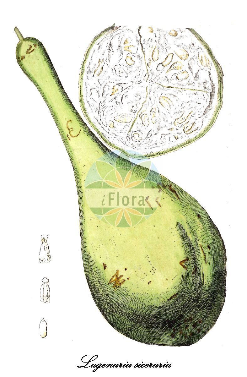 Lagenaria siceraria - Cucurbitaceae,Plantae,Pteridobiotina,Angiosperms,Cucurbitales,Cucurbitaceae,Lagenaria,Lagenaria siceraria,Cucumis bicirrha, Cucumis lagenarius, Cucumis mairei, Cucurbita ciceraria, Cucurbita idolatrica, Cucurbita idololatrica, Cucurbita lagenaria, Cucurbita lagenaria var. oblonga, Cucurbita lagenaria var. villosa, Cucurbita leucantha, Cucurbita pyriformis, Cucurbita siceraria, Cucurbita vittata, Lagenaria bicornuta, Lagenaria cochinchinensis, Lagenaria hispida, Lagenaria idolatrica, Lagenaria lagenaria, Lagenaria leucantha, Lagenaria leucantha var. depressa, Lagenaria leucantha var. makinoi, Lagenaria leucantha var. microcarpa, Lagenaria microcarpa, Lagenaria siceraria f. depressa, Lagenaria siceraria var. depressa, Lagenaria siceraria var. laevisperma, Lagenaria siceraria var. microcarpa, Lagenaria siceraria var. siceraria, Lagenaria vittata, Lagenaria vulgaris, Lagenaria vulgaris subsp. afrikana, Lagenaria vulgaris subsp. asiatica, Lagenaria vulgaris var. clavata, Lagenaria vulgaris var. depressa, Lagenaria vulgaris var. gourda, Lagenaria vulgaris var. microcarpa, Pepo lagenarius, Trochomeria rehmannii,Flaschenkürbis;calabash;birdhouse gourd;dipper gourd;hercules club gourd;italian edible gourd;calebasse;courge bouteille;calabaza de peregrinos;calabaza vinatera;cajombro;porongo;guiro amargo;zucca bottiglia;zucca lunga;zucca da vino;cocozza;zucca da farina;wit bilzekruid;fleskalebas;cabaceiro-amargoso;abóbora-cabaça;abóbora-carneira;cabaço;colombra;colondro;горлянка обыкновенная;тыква-горлянка;uzun kabak;susak;carbassera vinatera;flaskkurbits;flaskegræskar;тиква звичайна;кратунка;flaskefrukt;pullokurpitsa
