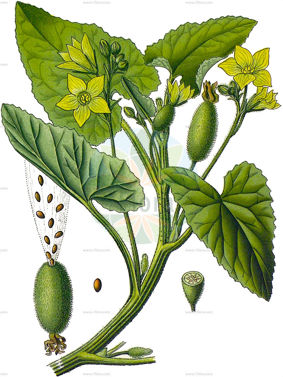 Ecballium elaterium - Cucurbitaceae,Plantae,Pteridobiotina,Angiosperms,Cucurbitales,Cucurbitaceae,Ecballium,Ecballium elaterium,Bryonia elaterium, Cucumis agrestis, Ecballium agreste, Ecballium officinale, Ecballium officinarum, Ecballium purgans, Elaterium cordifolium, Momordica aspera, Momordica ecirrhata, Momordica elastica, Momordica elaterium, Momordica officinarum-elaterium,Spritzgurke;squirting cucumber;Cornichon d'âne;Momordique;ecbale;concombre d'âne;concombre purgatif;concombre sauvage;ecbalie élatère;cohombrillo amargo;pepinillo del diablo;meloncicos;Cocomero asinino;witte abeel;witte andoorn;spuitende komkommer;gewoone springkomkommer;gewone springkomkommer;spruitende komkommer;pepino-de-São-Gregorio;pepino-de-são-gregório;momórdica;pepineiro-bravo;pepineiro-de-são-gregório;pepineiro-selvagem;бешеный огурец обыкновенный;iri solucanotu;kungull i egër;kungullushka;cogombre salvatge;primorska štrcalica;sprutgurka;æselagurk;navadni štrkavec;magrúgó;tykvice srdčitá;tykvice stříkavá;plesnitoare;tekvičník srdcolistý;tekvičník striekavý;огірок-пирскач пружний;луда краставица;морска краставичка;springagurk;ruiskukurkku;дивљи краставац;обична штралица;yeroket-chamor metzuyah;יְרֹקֶת=חֲמוֹר מְצוּיָה;bettieħ il-ħmir;faqqus il-ħmir;πικραγγουρία