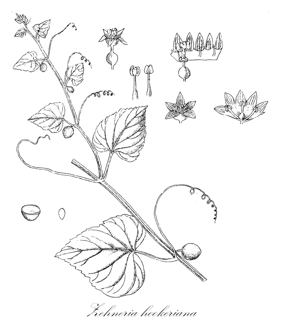 Zehneria hookeriana - Cucurbitaceae,Plantae,Pteridobiotina,Angiosperms,Cucurbitales,Cucurbitaceae,Zehneria,Zehneria hookeriana,Bryonia hookeriana, Pilogyne hookeriana