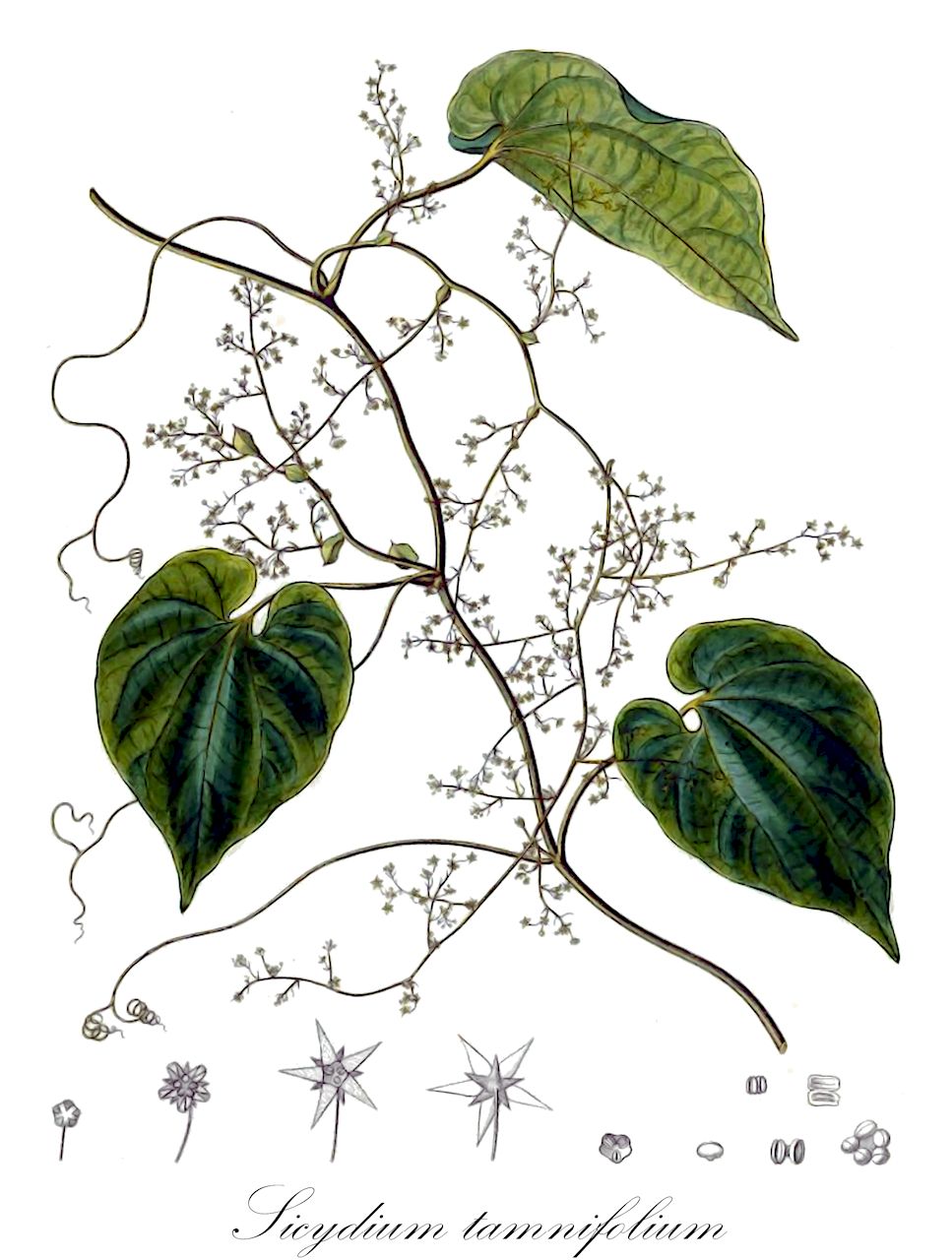 Sicydium tamnifolium - Cucurbitaceae,Plantae,Pteridobiotina,Angiosperms,Cucurbitales,Cucurbitaceae,Sicydium,Sicydium tamnifolium,Fevillea tamnifolia, Sicydium dussii, Sicydium tamnifolium var. dussii, Sicydium tamnifolium var. grandifolium, Triceratia bryonioides