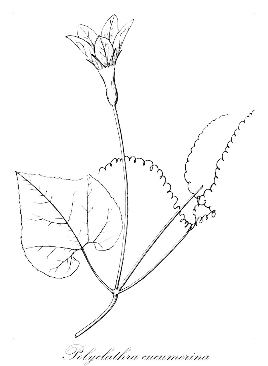 Polyclathra cucumerina - Cucurbitaceae,Plantae,Pteridobiotina,Angiosperms,Cucurbitales,Cucurbitaceae,Polyclathra,Polyclathra cucumerina,Cayaponia grandiflora, Pittiera grandiflora, Pittiera longipedunculata, Pittiera parvifolia, Pittiera trilobata, Polyclathra albiflora, Polyclathra grandiflora, Polyclathra longipedunculata, Roseanthus albiflorus, Roseanthus elongatus, Roseanthus heterophyllus