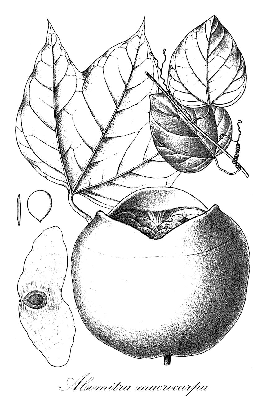 Alsomitra macrocarpa - Cucurbitaceae,Plantae,Pteridobiotina,Angiosperms,Cucurbitales,Cucurbitaceae,Alsomitra,Alsomitra macrocarpa,Erythropalum triandrum, Macrozanonia macrocarpa, Macrozanonia philippinensis, Momordica coriacea, Zanonia macrocarpa, Zanonia philippinensis