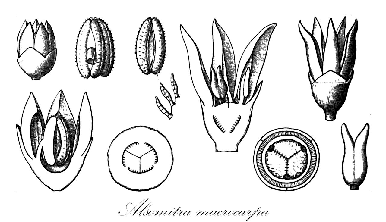 Alsomitra macrocarpa - Cucurbitaceae,Plantae,Pteridobiotina,Angiosperms,Cucurbitales,Cucurbitaceae,Alsomitra,Alsomitra macrocarpa,Erythropalum triandrum, Macrozanonia macrocarpa, Macrozanonia philippinensis, Momordica coriacea, Zanonia macrocarpa, Zanonia philippinensis