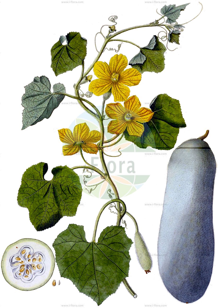 Benincasa hispida - Cucurbitaceae,Plantae,Pteridobiotina,Angiosperms,Cucurbitales,Cucurbitaceae,Benincasa,Benincasa hispida,Benincasa cerifera, Benincasa cylindrica, Benincasa hispida var. chieh-qua, Benincasa hispida var. hispida, Benincasa pruriens, Benincasa pruriens f. hispida, Benincasa vacua, Cucurbita alba, Cucurbita farinosa, Cucurbita hispida, Cucurbita littoralis, Cucurbita pruriens, Cucurbita pruriens, Cucurbita vacua, Cucurbita villosa, Gymnopetalum septemlobum, Lagenaria dasystemon, Lagenaria leucantha var. clavata, Lagenaria leucantha var. hispida, Lagenaria siceraria var. hispida, Lagenaria vulgaris var. hispida, Pepo farinosus, Pepo villosus