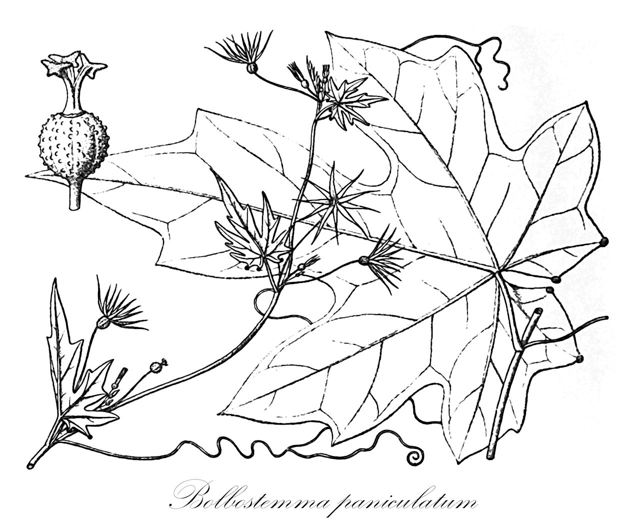 Bolbostemma paniculatum - Cucurbitaceae,Plantae,Pteridobiotina,Angiosperms,Cucurbitales,Cucurbitaceae,Bolbostemma,Bolbostemma paniculatum,Actinostemma multilobum, Actinostemma paniculatum, Mitrosicyos paniculatus, Schizopepon fargesii