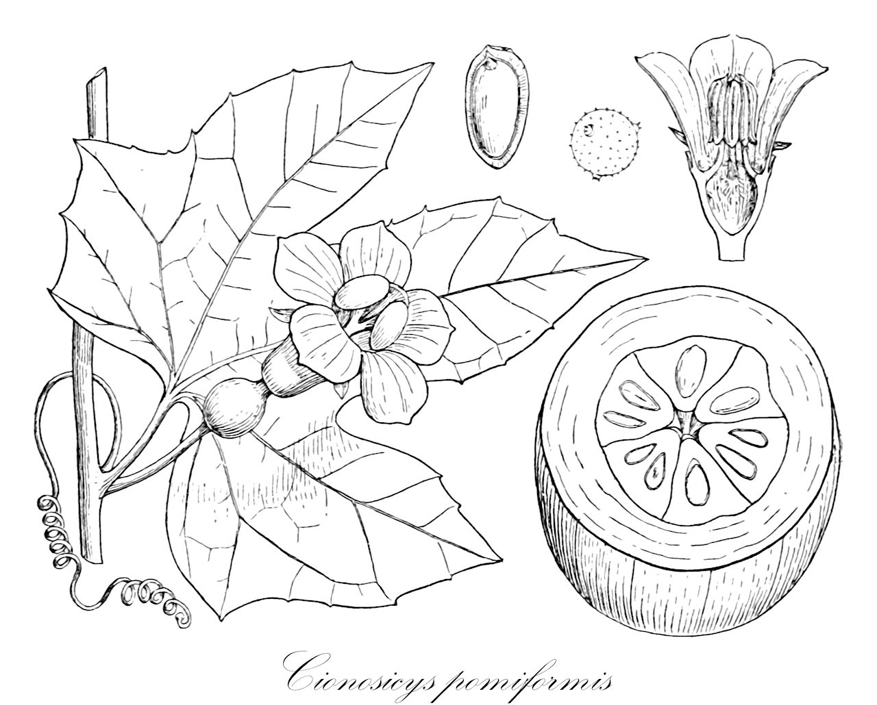 Cionosicys pomiformis - Cucurbitaceae,Plantae,Pteridobiotina,Angiosperms,Cucurbitales,Cucurbitaceae,Cionosicys,Cionosicys pomiformis,Trichosanthes pomiformis