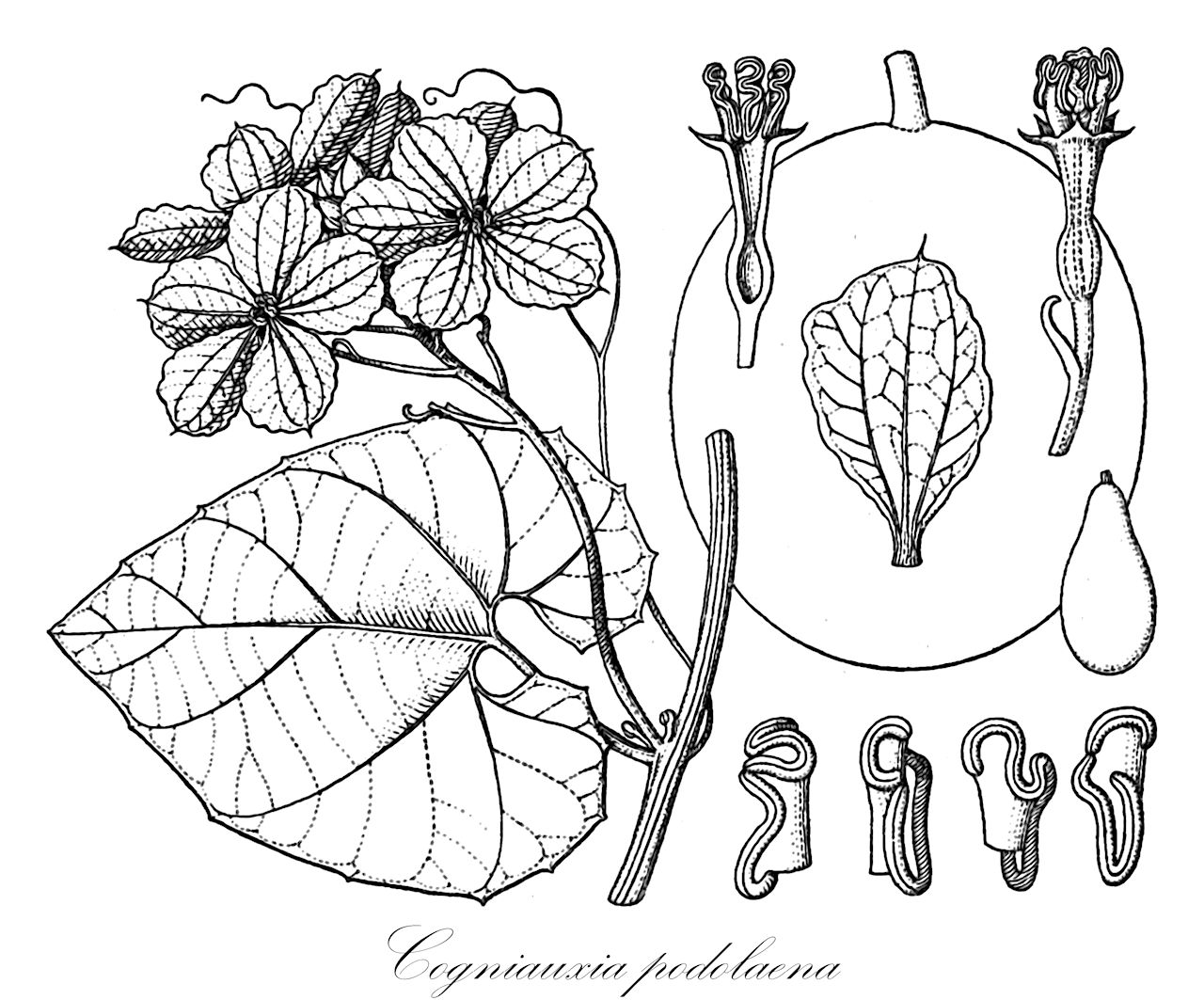Cogniauxia podolaena - Cucurbitaceae,Plantae,Pteridobiotina,Angiosperms,Cucurbitales,Cucurbitaceae,Cogniauxia,Cogniauxia podolaena,Cogniauxia ampla, Cogniauxia auriculata, Cogniauxia brazzaei, Cogniauxia cordifolia, Luffa batesi, Luffa batesii