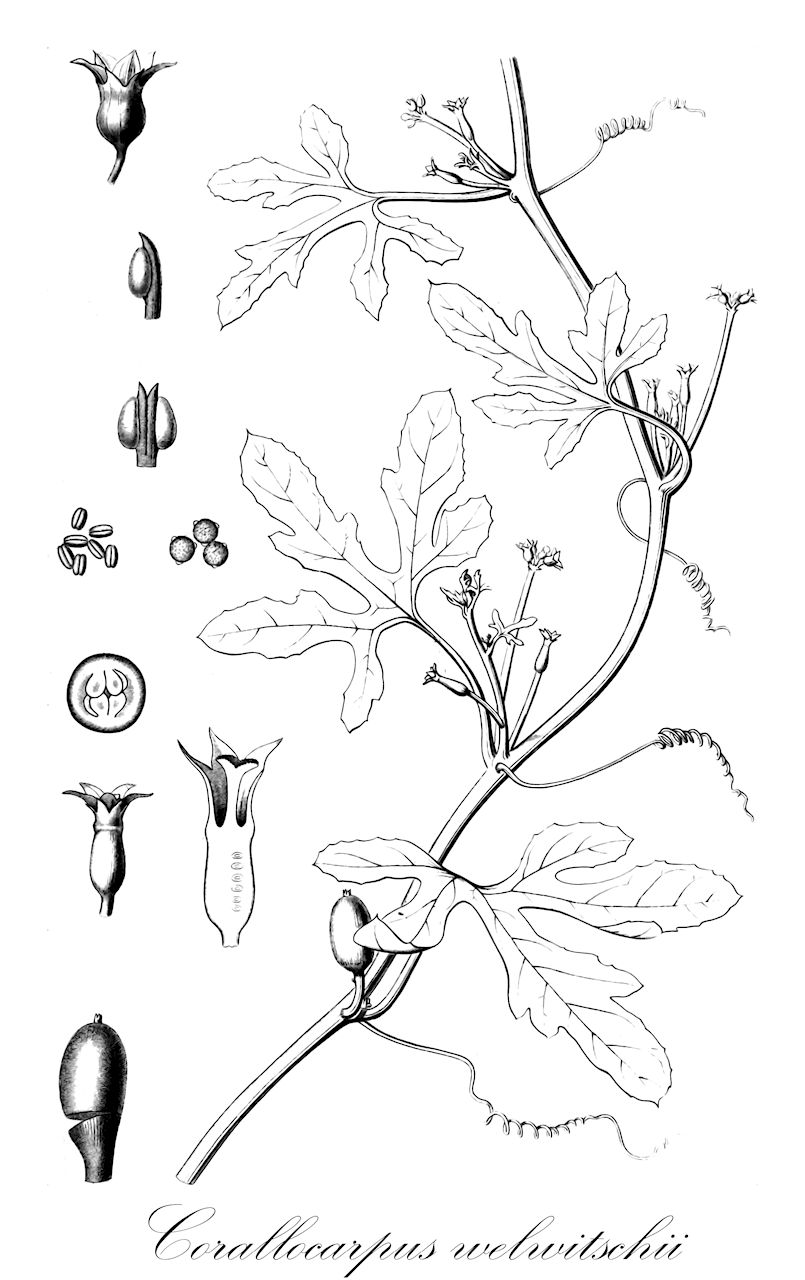 Corallocarpus welwitschii - Cucurbitaceae,Plantae,Pteridobiotina,Angiosperms,Cucurbitales,Cucurbitaceae,Corallocarpus,Corallocarpus welwitschii,Corallocarpus congolensis, Corallocarpus gilgianus, Corallocarpus welwitschii var. subintegrifolia, Rhynchocarpa welwitschii