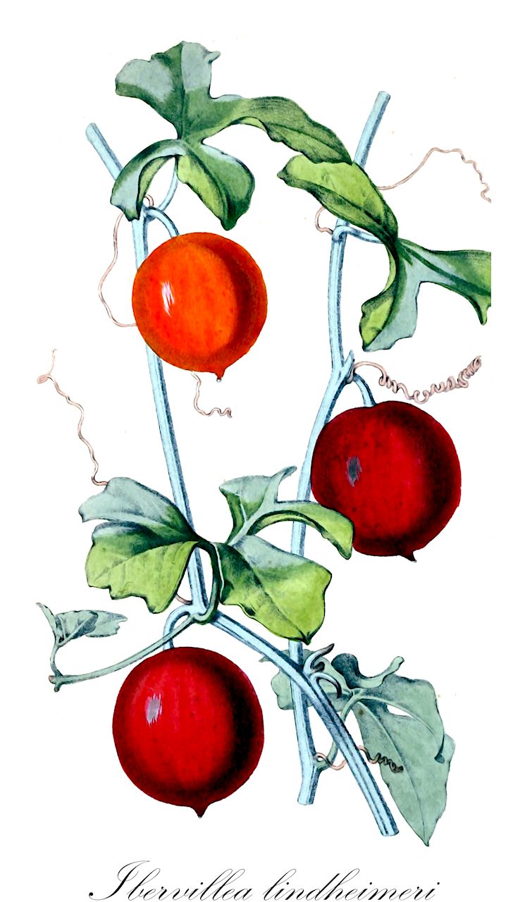 Ibervillea lindheimeri - Cucurbitaceae,Plantae,Pteridobiotina,Angiosperms,Cucurbitales,Cucurbitaceae,Ibervillea,Ibervillea lindheimeri,Ibervillea tenella, Ibervillea tripartita, Maximowiczia lindheimeri, Maximowiczia tripartita, Maximowiczia tripartita var. tenella, Sicydium lindheimeri, Sicydium tenellum, Sicydium tripartitum,Ibervillea;lindheimer's globeberry