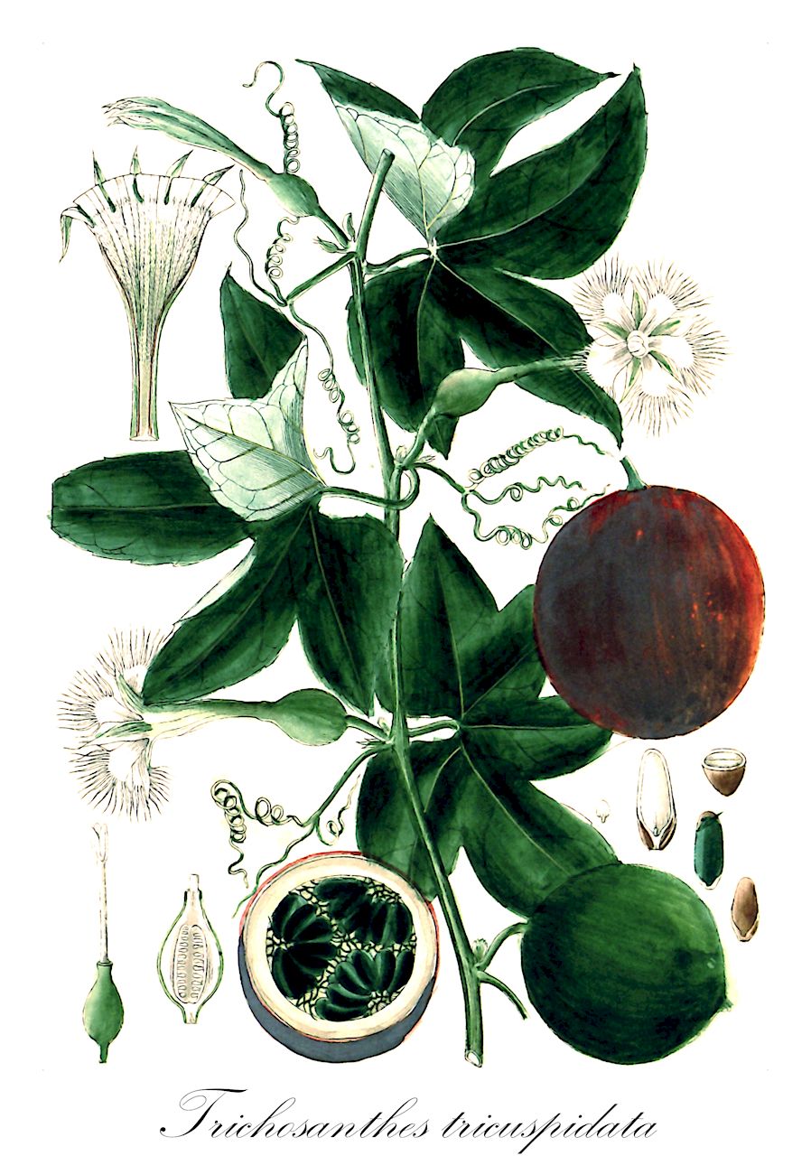 Trichosanthes tricuspidata - Cucurbitaceae,Plantae,Pteridobiotina,Angiosperms,Cucurbitales,Cucurbitaceae,Trichosanthes,Trichosanthes tricuspidata,Anguina angulata, Anguina tricuspidata, Involucraria cucumerina, Involucraria modecca, Involucraria palmata, Involucraria wightiana, Trichosanthes angulata, Trichosanthes kakidonta, Trichosanthes tricuspidata var. strigosa, Trichosanthes tricuspis