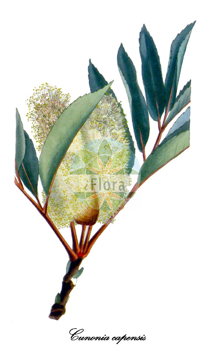 Historische Abbildung von Cunonia capensis. Das Bild zeigt Blatt, Bluete, Frucht und Same. ---- Historical Drawing of Cunonia capensis. The image is showing leaf, flower, fruit and seed.(Cunonia capensis,Cunonia,Cunoniaceae,Blatt,Bluete,Frucht,Same,leaf,flower,fruit,seed,The botanical cabinet (1827f))