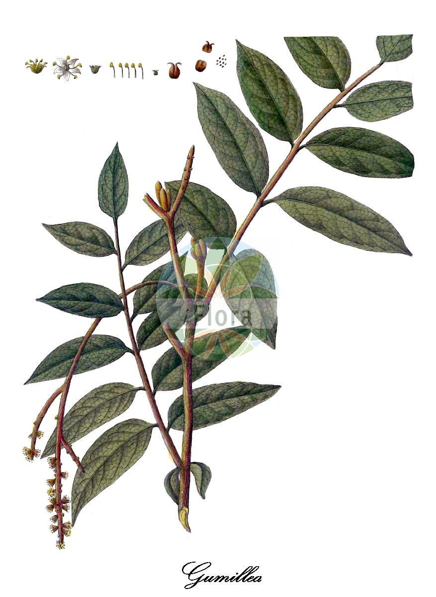Historische Abbildung von Gumillea. Das Bild zeigt Blatt, Bluete, Frucht und Same. ---- Historical Drawing of Gumillea. The image is showing leaf, flower, fruit and seed.(Gumillea,Gumillea,Cunoniaceae,Blatt,Bluete,Frucht,Same,leaf,flower,fruit,seed,Pavón y Jiménez-Villanueva & Ruiz López (1798-1802))