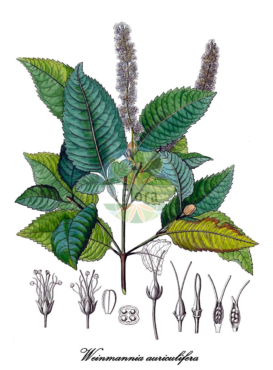 Historische Abbildung von Weinmannia auriculifera. Das Bild zeigt Blatt, Bluete, Frucht und Same. ---- Historical Drawing of Weinmannia auriculifera. The image is showing leaf, flower, fruit and seed.(Weinmannia auriculifera,Weinmannia,Weinmannia,Cunoniaceae,Blatt,Bluete,Frucht,Same,leaf,flower,fruit,seed,von Humboldt et al. (1816-1825))