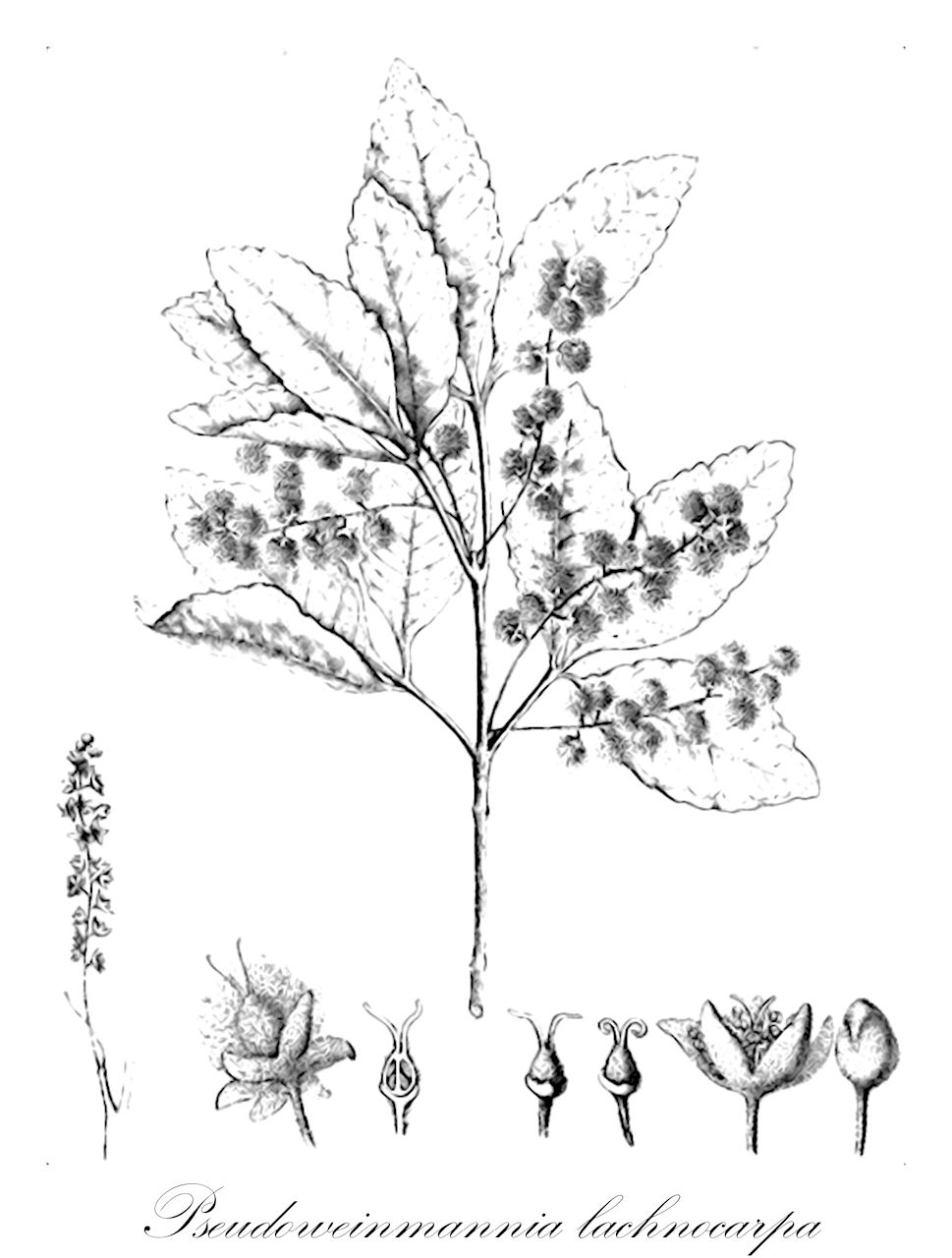 Pseudoweinmannia lachnocarpa - Cunoniaceae,Plantae,Pteridobiotina,Angiosperms,Oxalidales,Cunoniaceae,Pseudoweinmannia,Pseudoweinmannia lachnocarpa,Geissois lachnocarpa, Weinmannia lachnocarpa, Weinmannia lachnocarpa var. parvifolia, Windmannia lachnocarpa