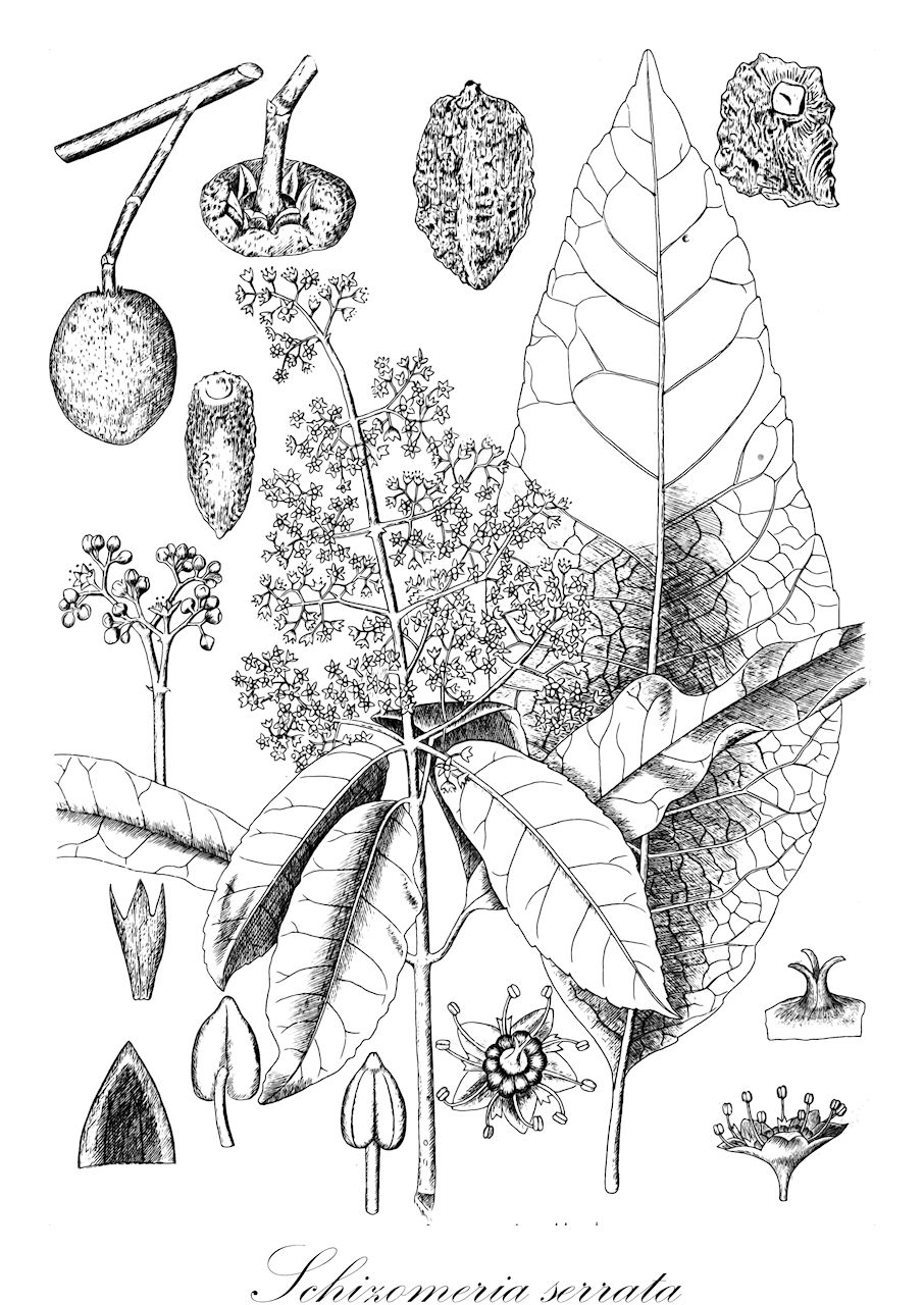 Schizomeria serrata - Cunoniaceae,Plantae,Pteridobiotina,Angiosperms,Oxalidales,Cunoniaceae,Schizomeria,Schizomeria serrata,Acronychia serrata, Schizomeria brassii, Schizomeria floribunda, Schizomeria homaliiformis, Schizomeria katastega, Schizomeria tegens