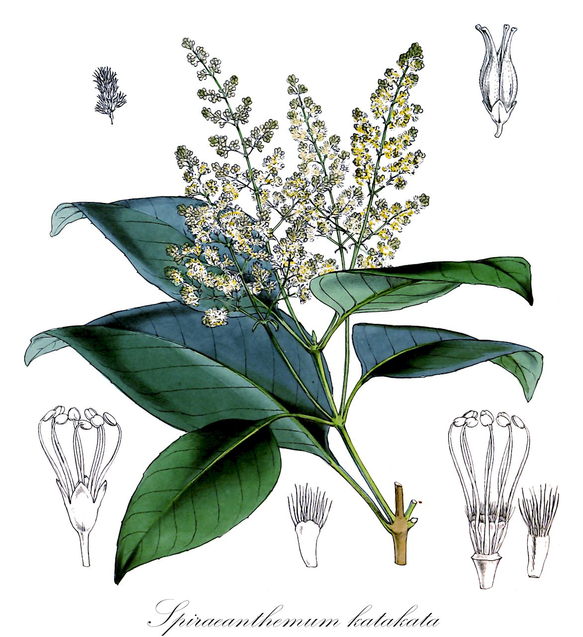 Spiraeanthemum katakata - Cunoniaceae,Plantae,Pteridobiotina,Angiosperms,Oxalidales,Cunoniaceae,Spiraeanthemum,Spiraeanthemum katakata,Spiraeanthemum parksii