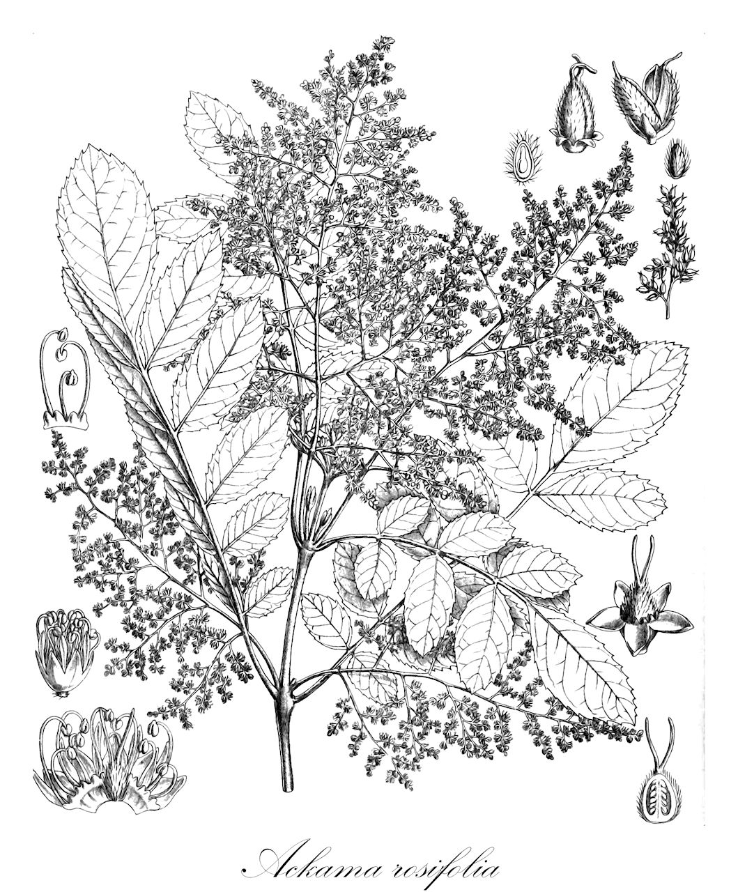 Ackama rosifolia - Cunoniaceae,Plantae,Pteridobiotina,Angiosperms,Oxalidales,Cunoniaceae,Ackama,Ackama rosifolia,Ackama rosifolia unr. purpurea, Caldcluvia rosifolia, Weinmannia rosifolia