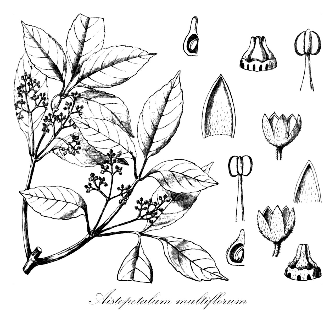 Aistopetalum multiflorum - Cunoniaceae,Plantae,Pteridobiotina,Angiosperms,Oxalidales,Cunoniaceae,Aistopetalum,Aistopetalum multiflorum