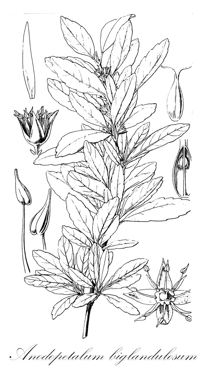 Anodopetalum biglandulosum - Cunoniaceae,Plantae,Pteridobiotina,Angiosperms,Oxalidales,Cunoniaceae,Anodopetalum,Anodopetalum biglandulosum,Anodopetalum glandulosum, Weinmannia biglandulosa